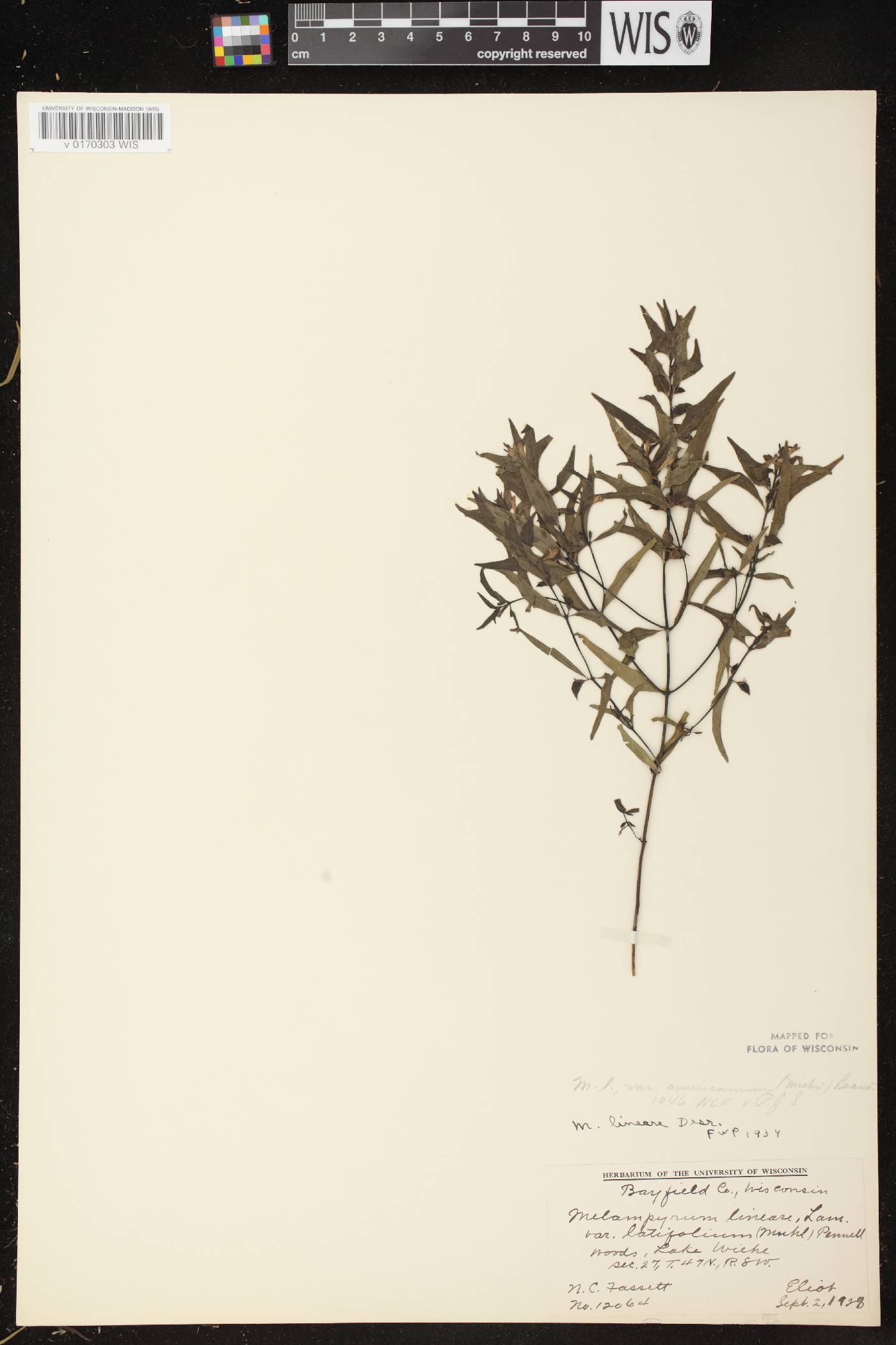 Melampyrum lineare image