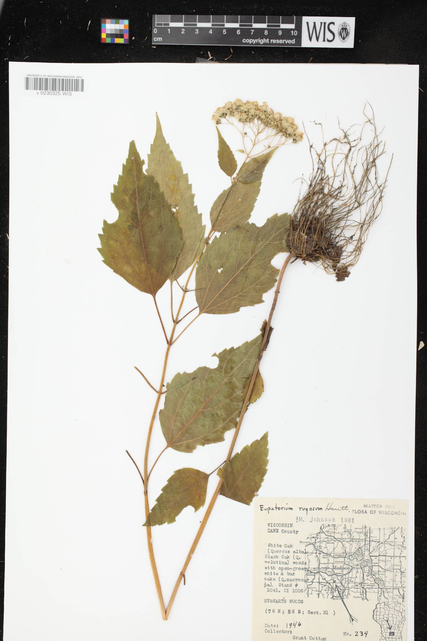 Ageratina altissima subsp. altissima image