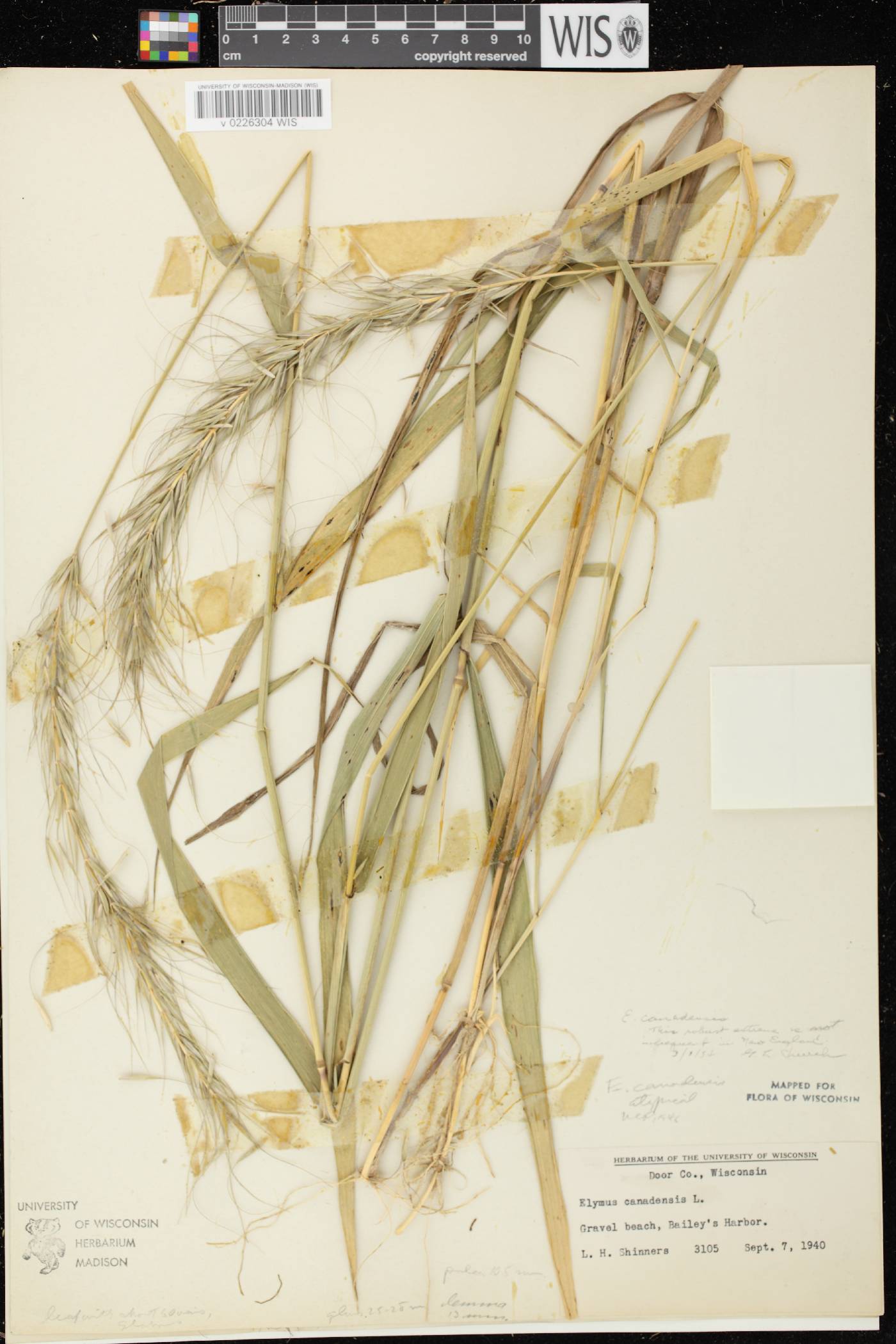 Elymus canadensis image