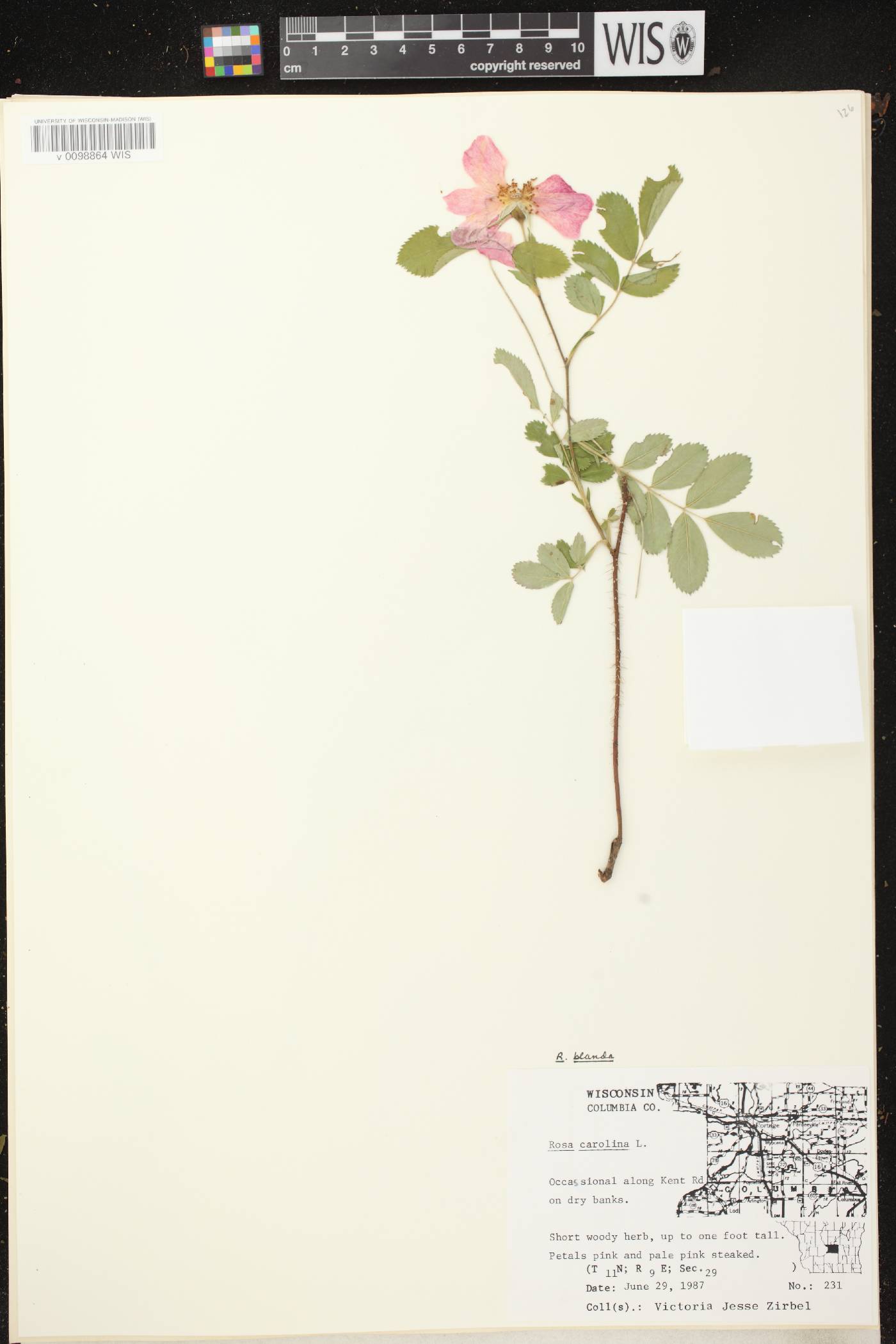 Rosa blanda image