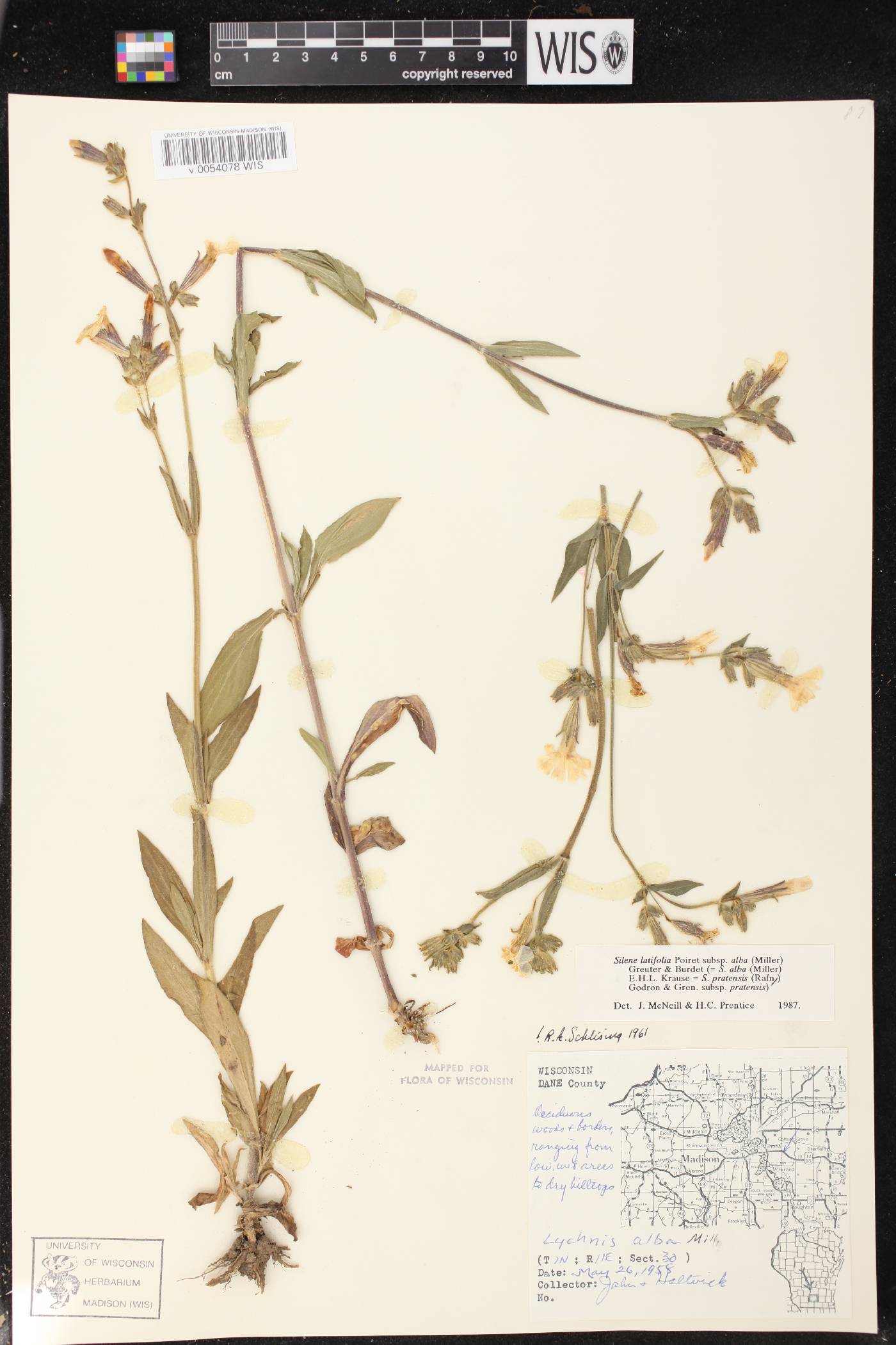 Silene latifolia image