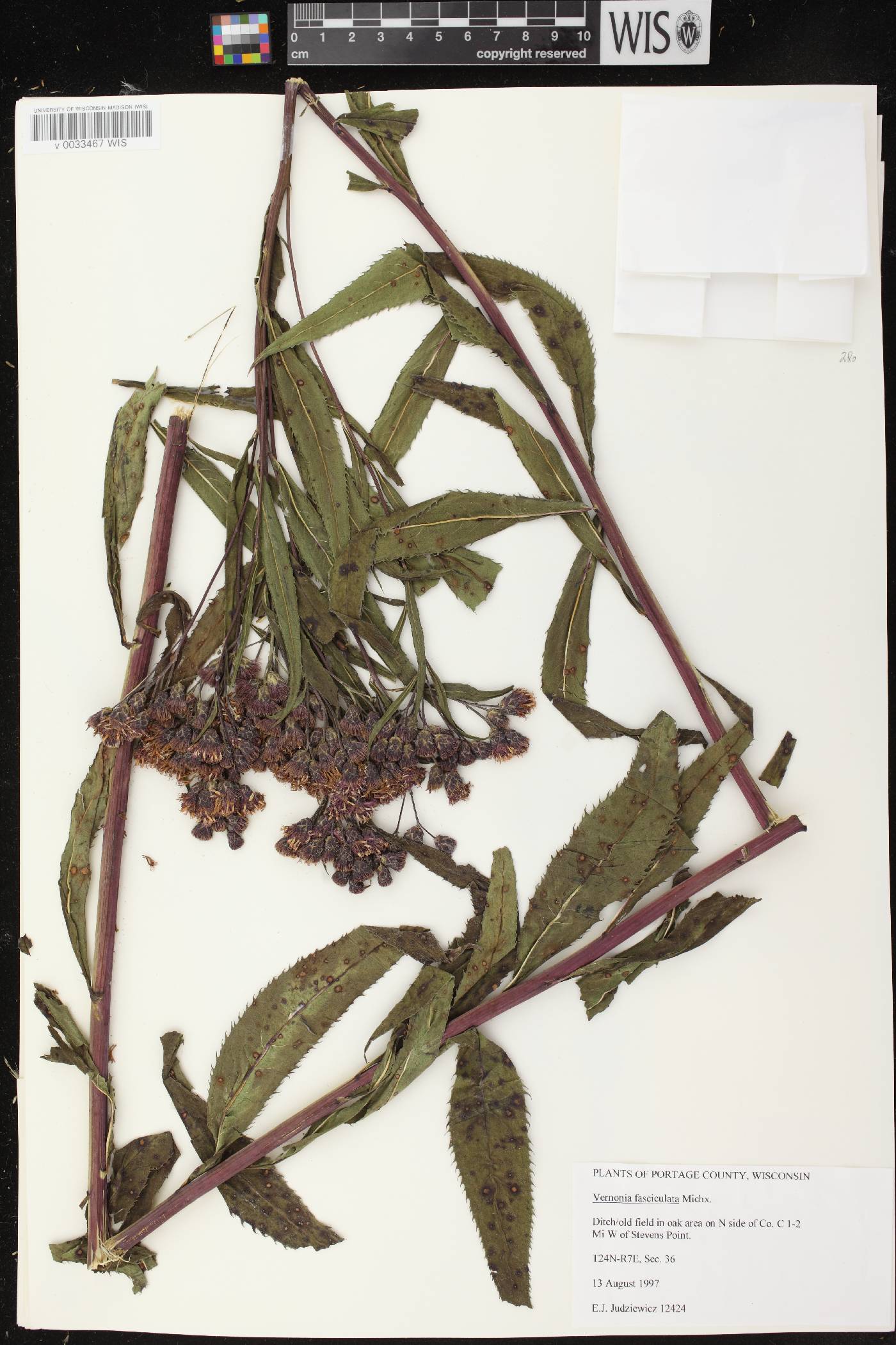 Vernonia fasciculata image