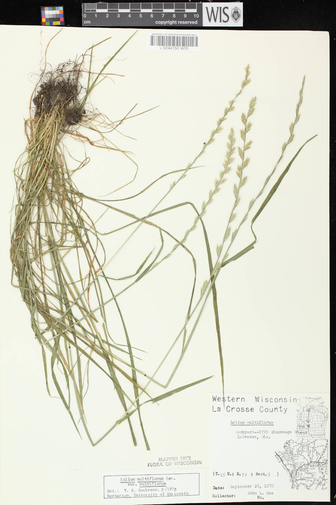 Lolium perenne subsp. multiflorum image