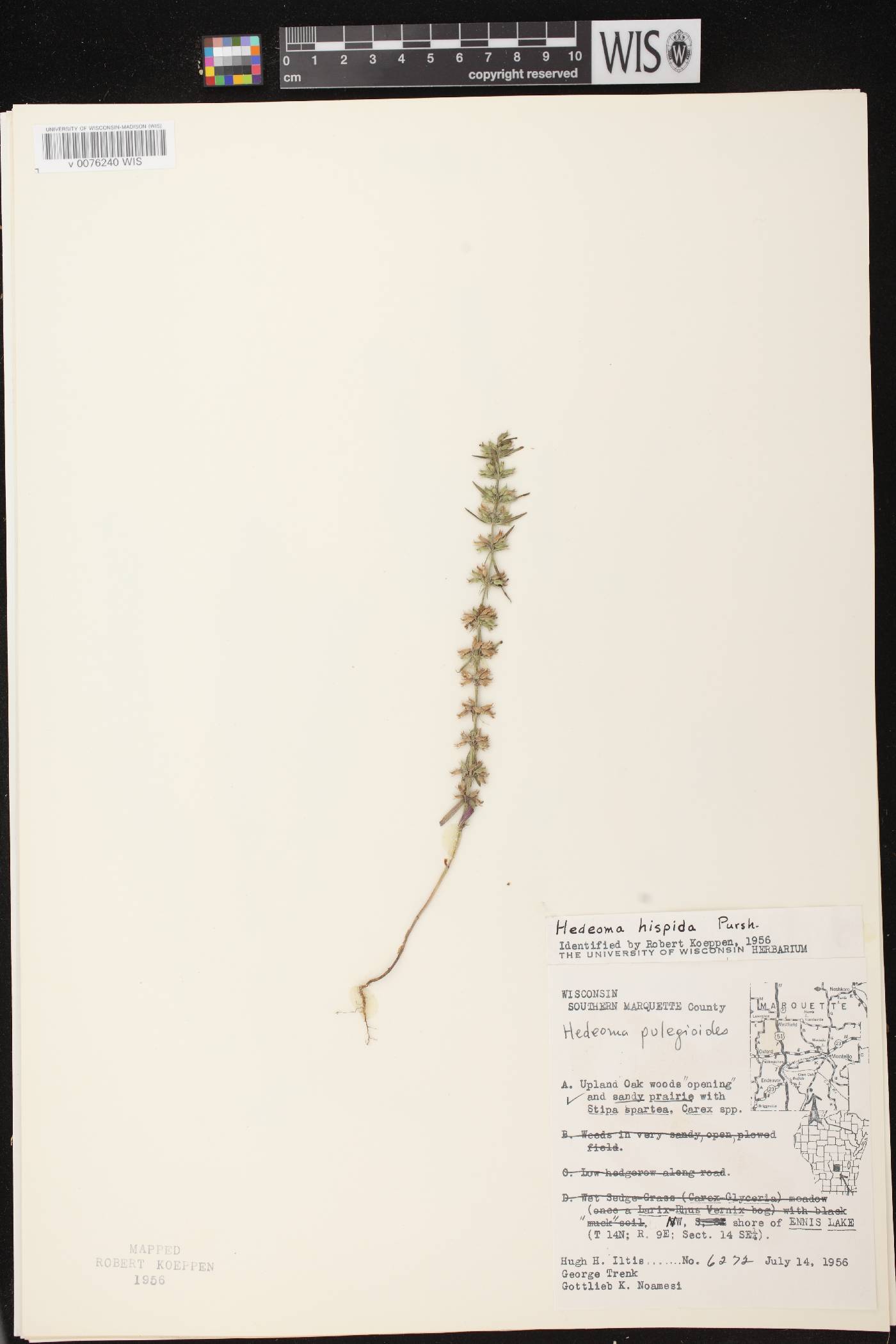 Hedeoma hispida image