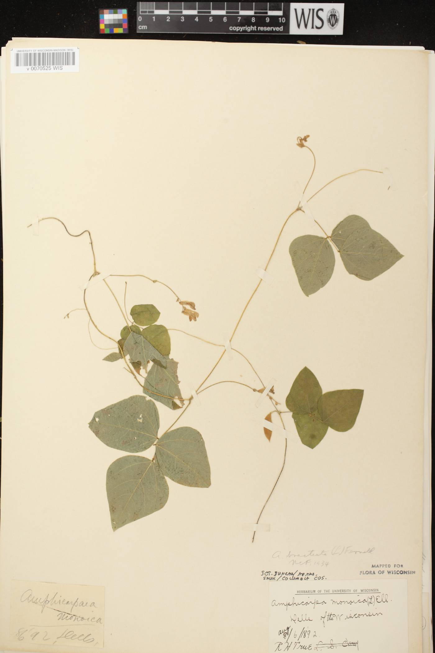 Amphicarpaea bracteata image