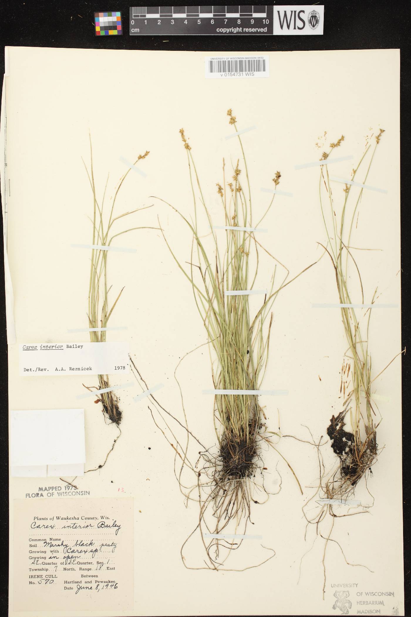 Carex interior image