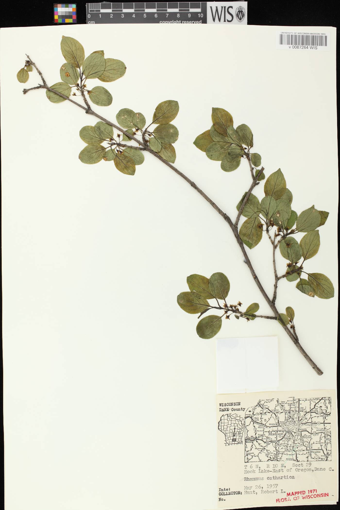 Rhamnus cathartica image