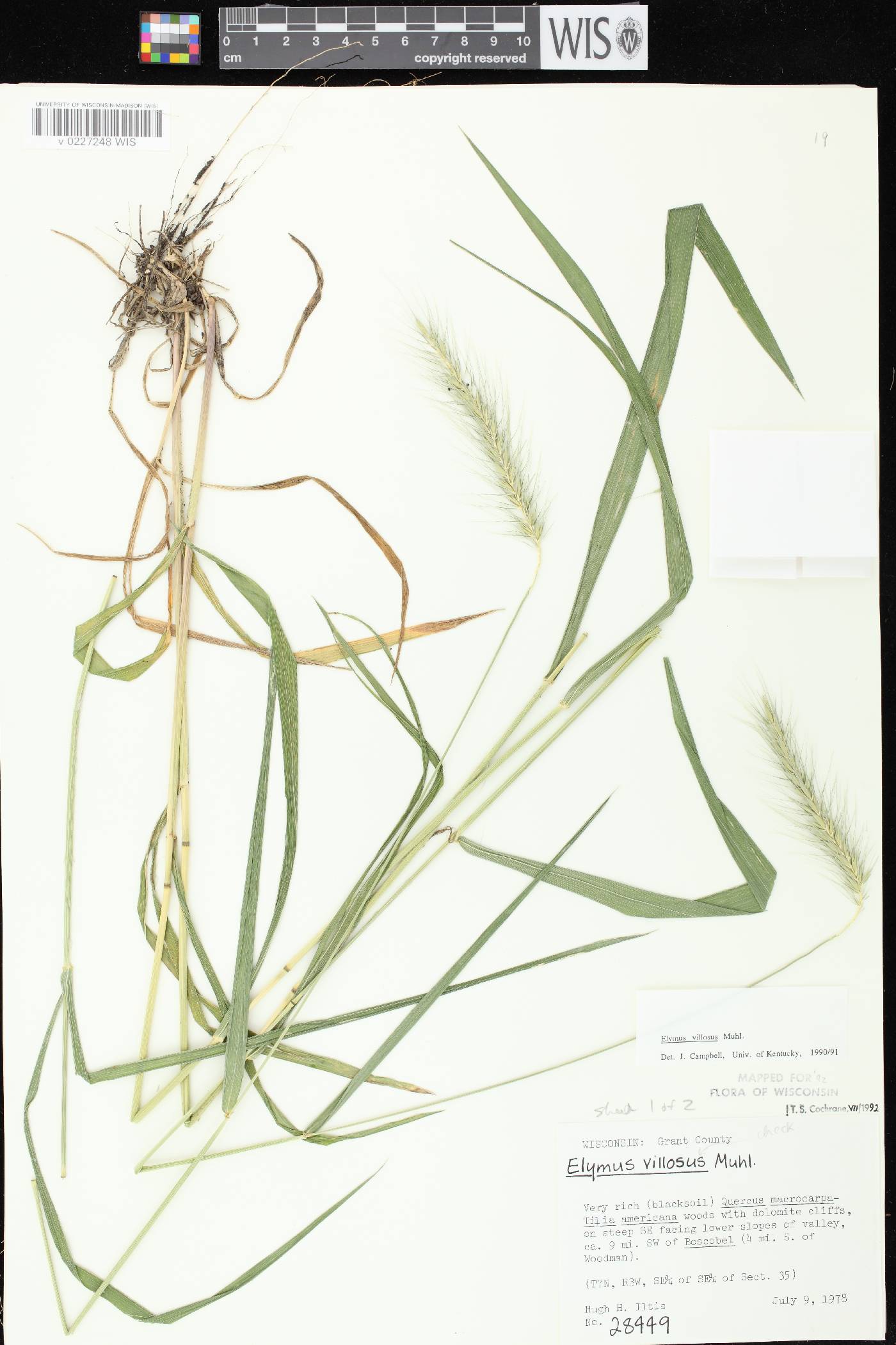 Elymus villosus var. villosus image