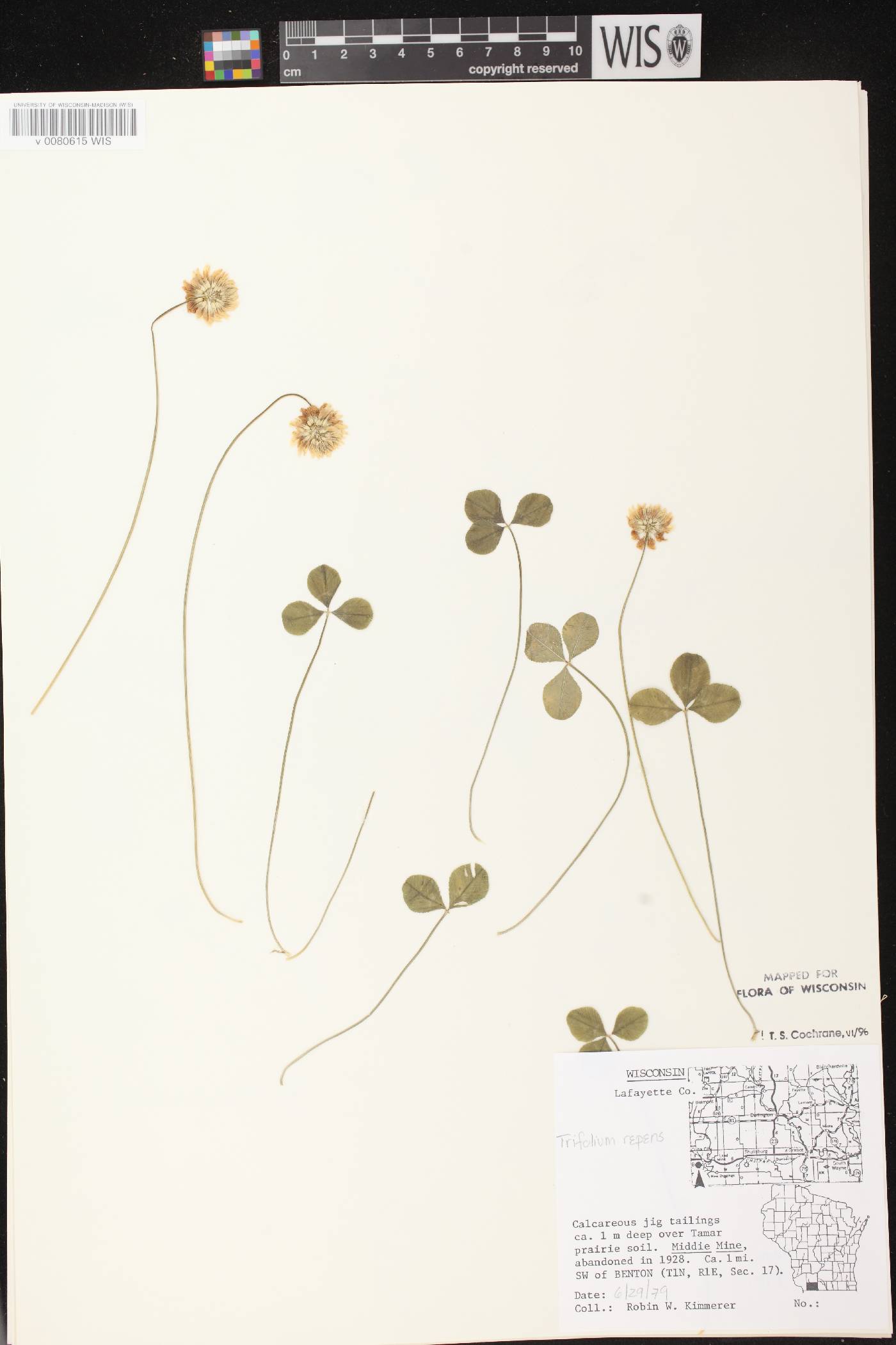 Trifolium repens image