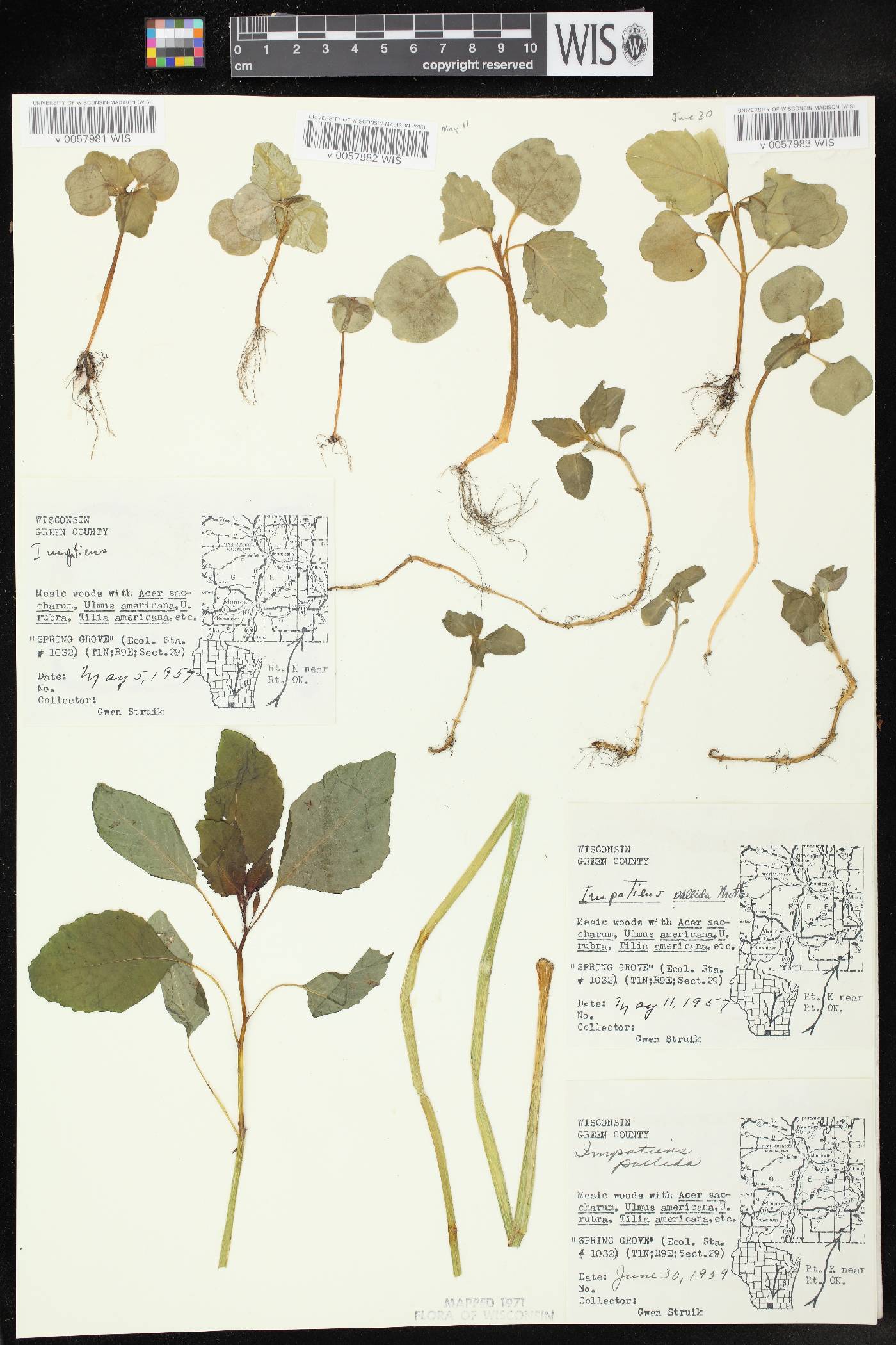 Impatiens pallida image
