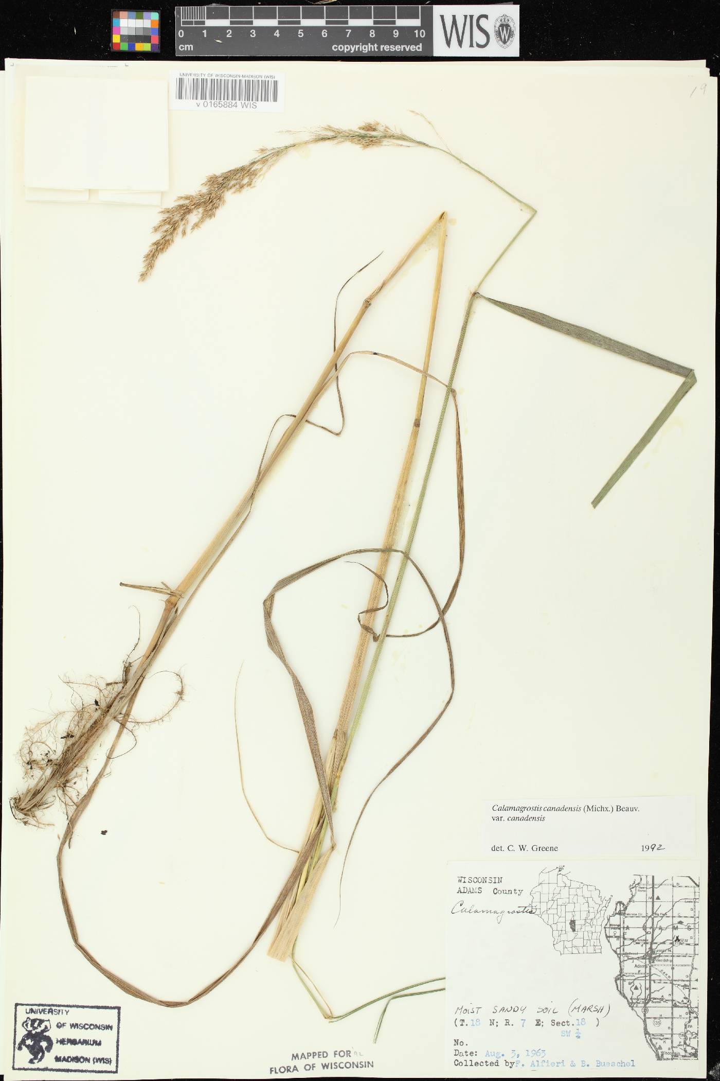 Calamagrostis canadensis var. canadensis image