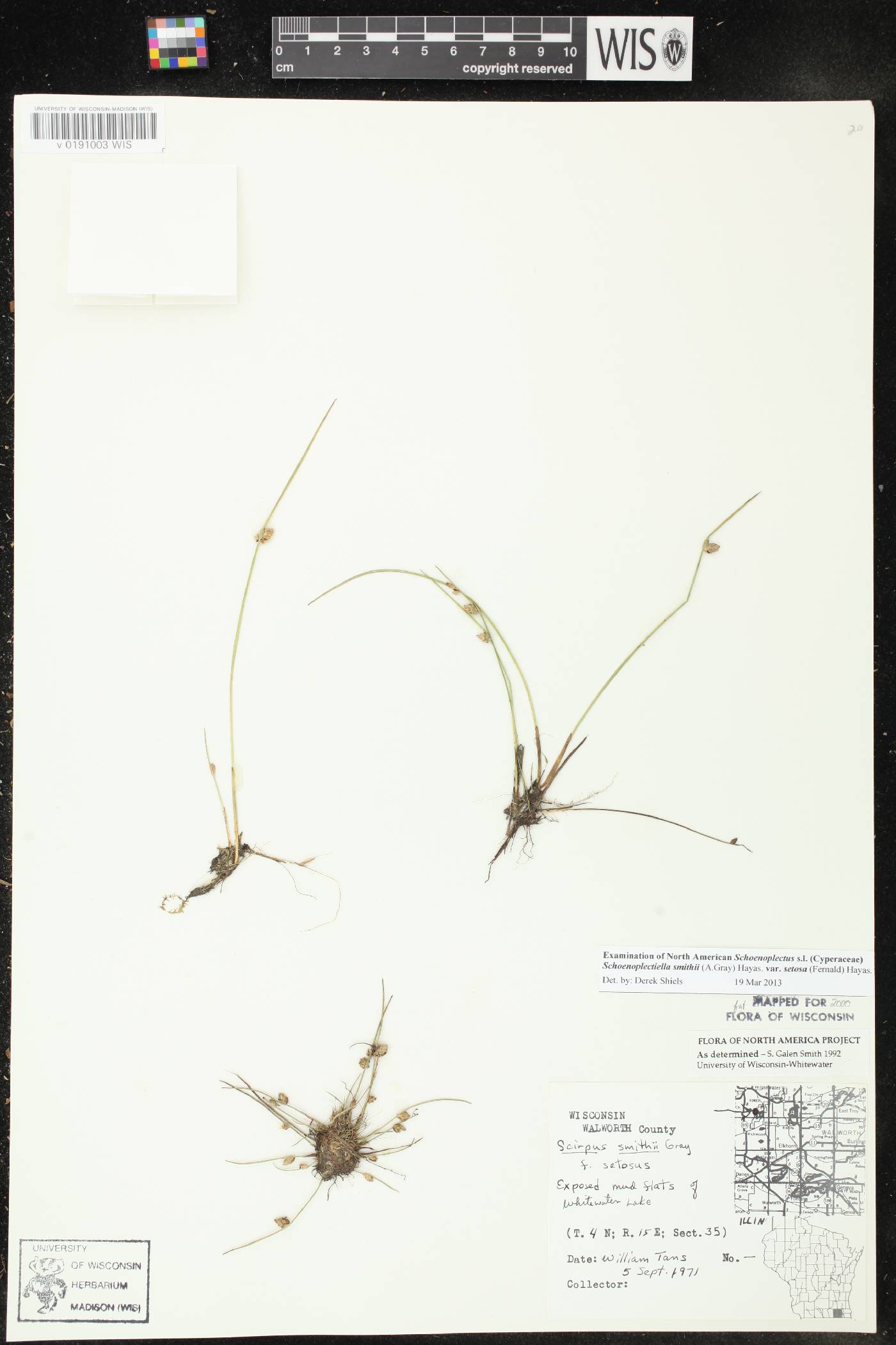 Schoenoplectus smithii image