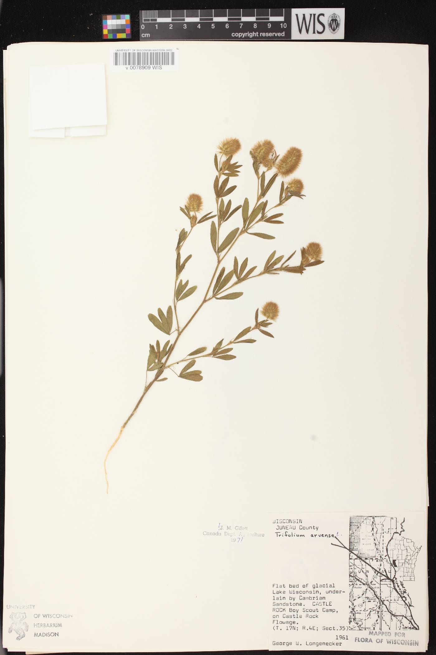 Trifolium arvense image