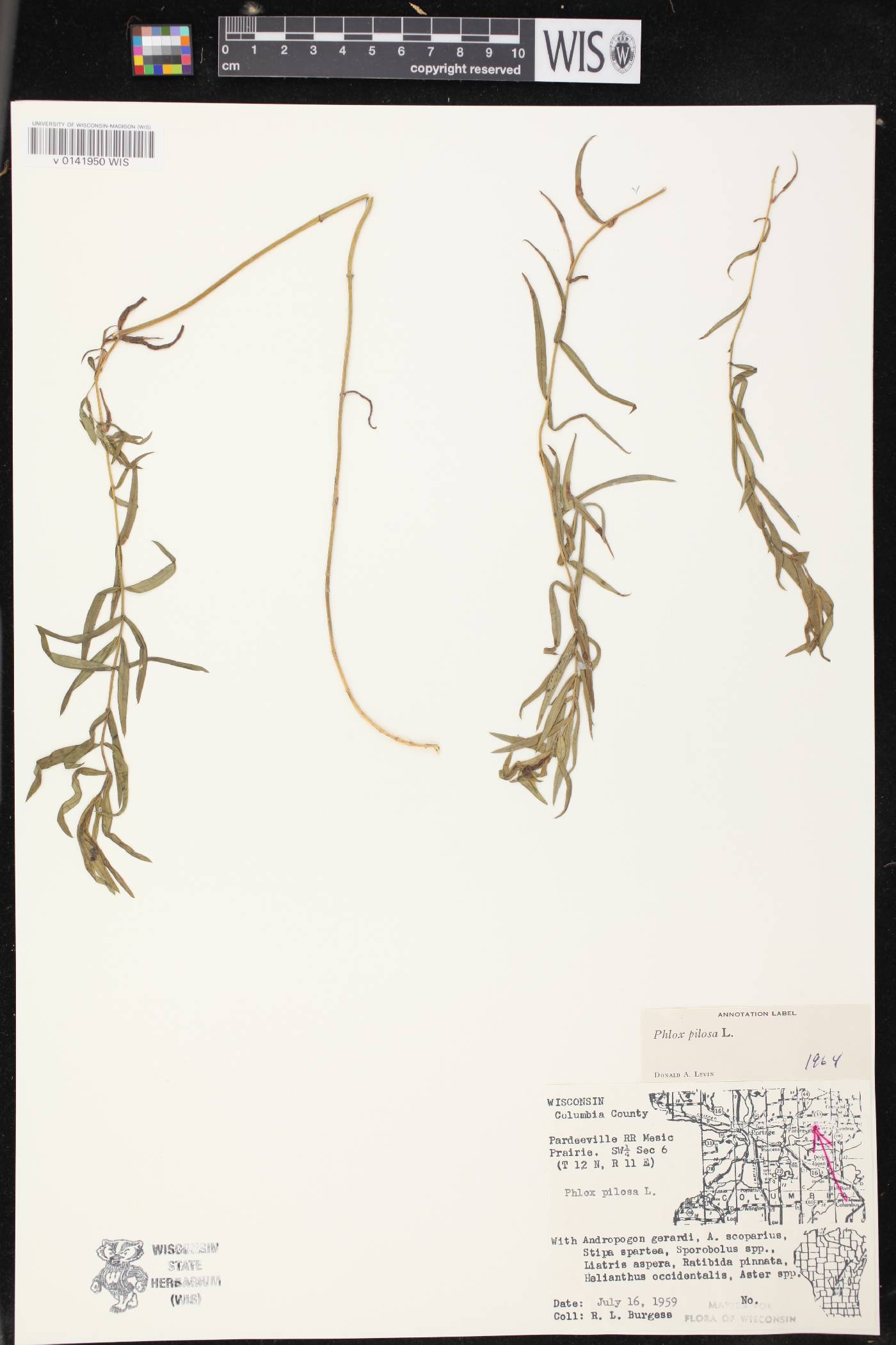 Phlox pilosa image