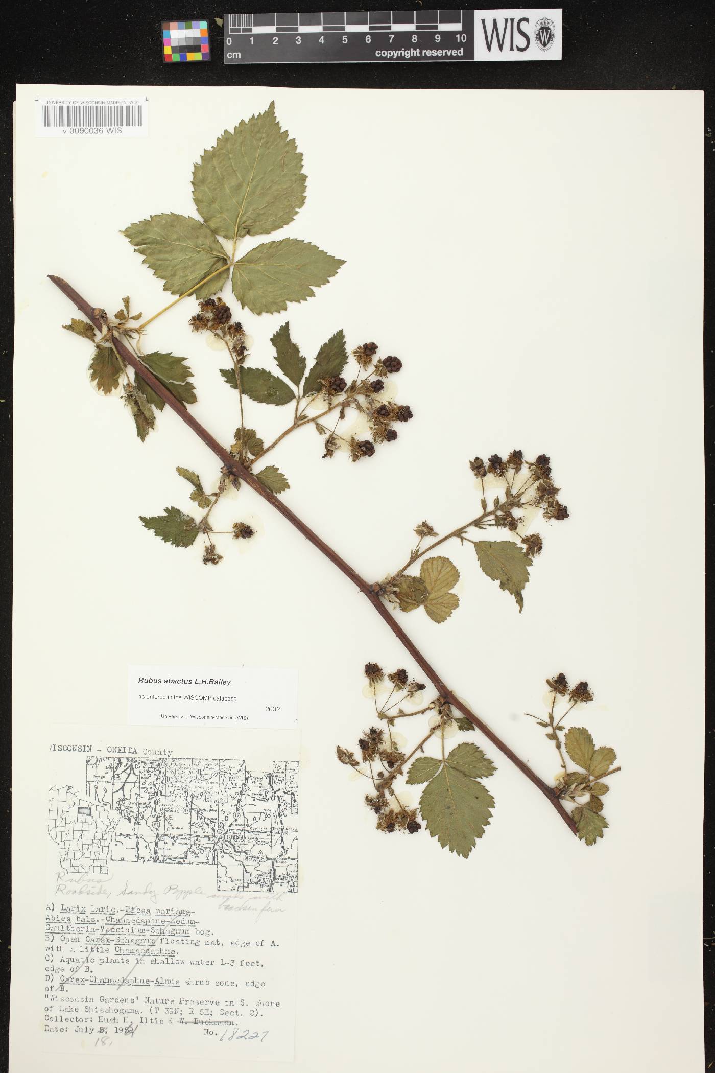 Rubus pensilvanicus image