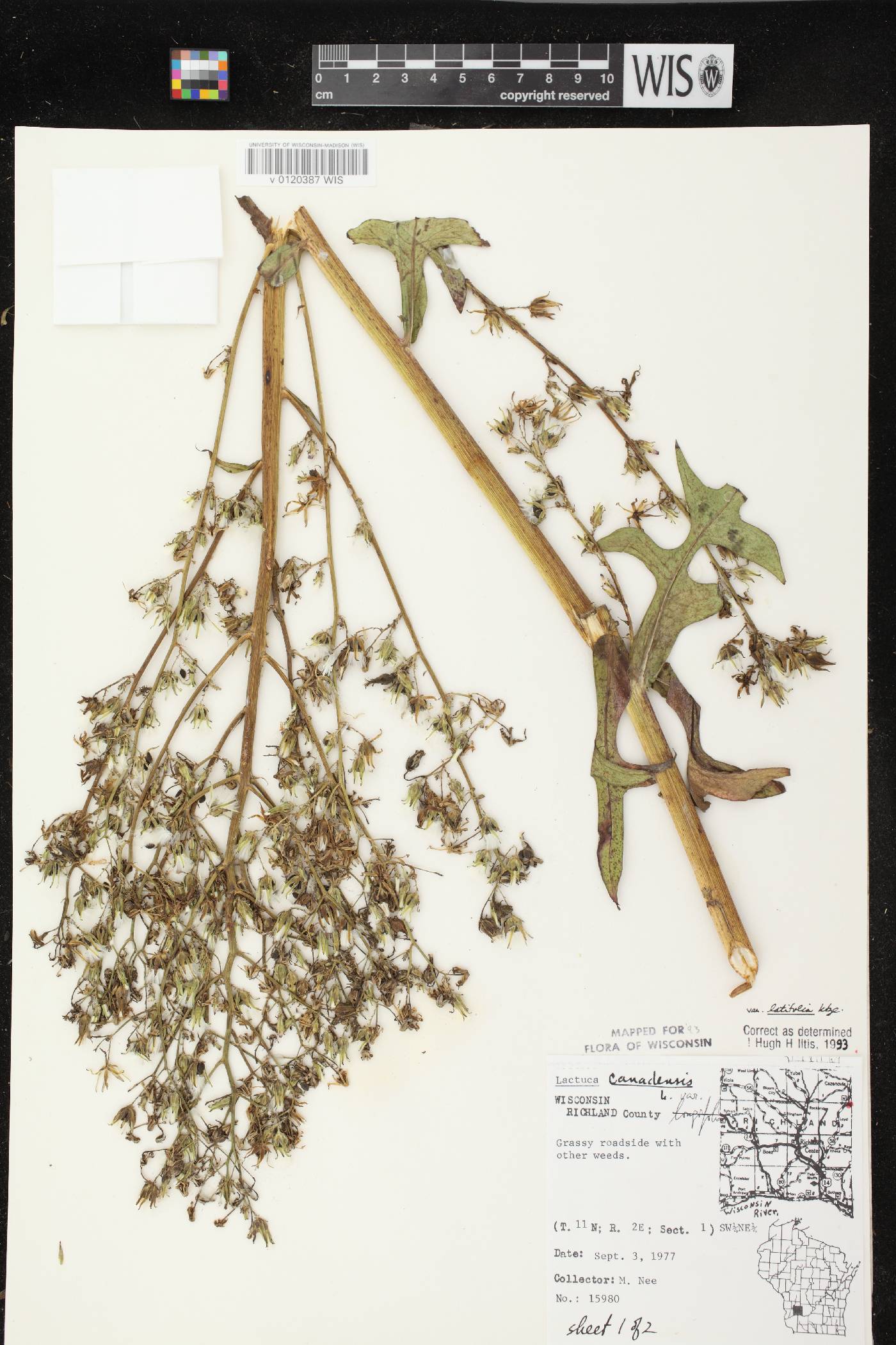 Lactuca canadensis image