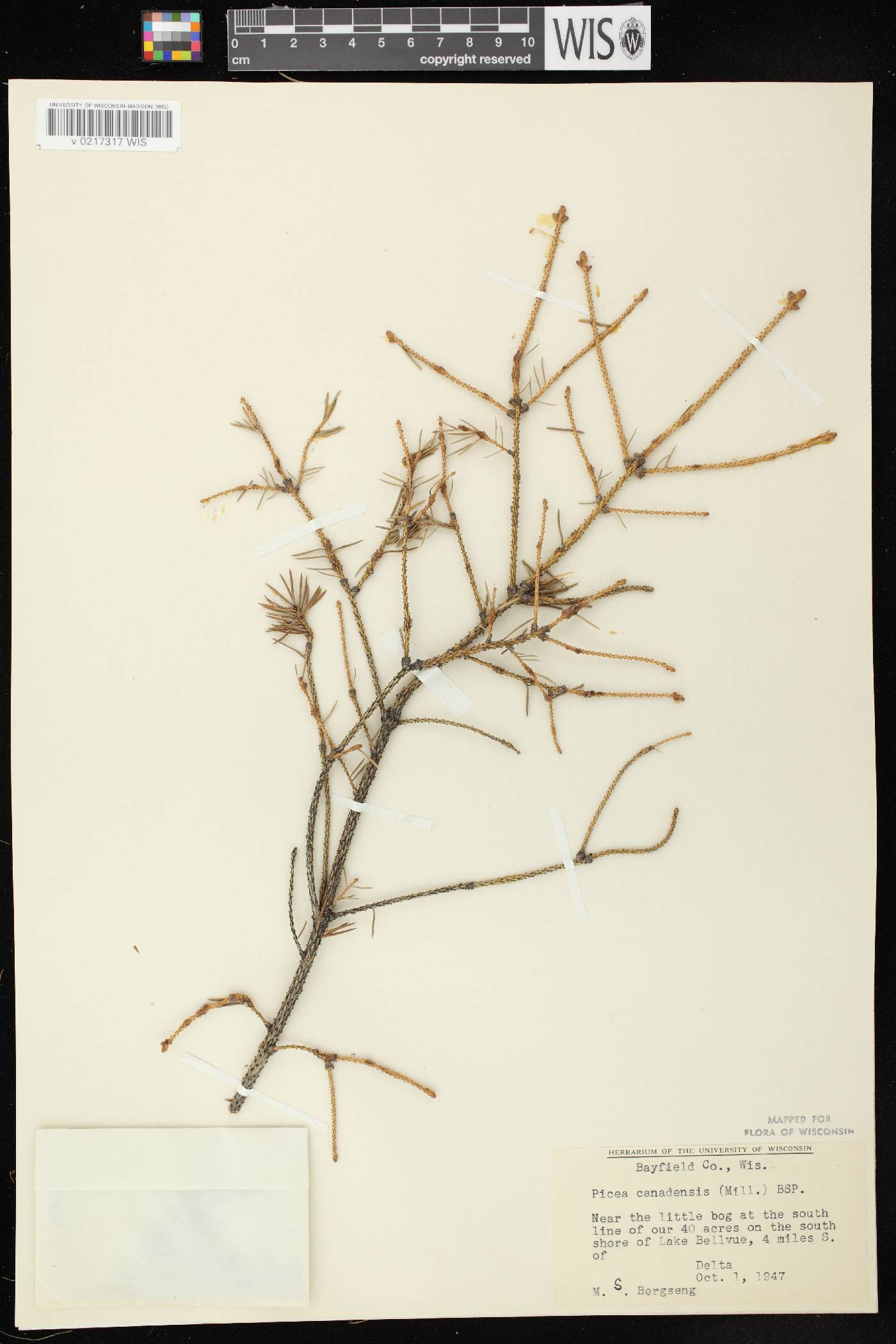 Picea glauca image