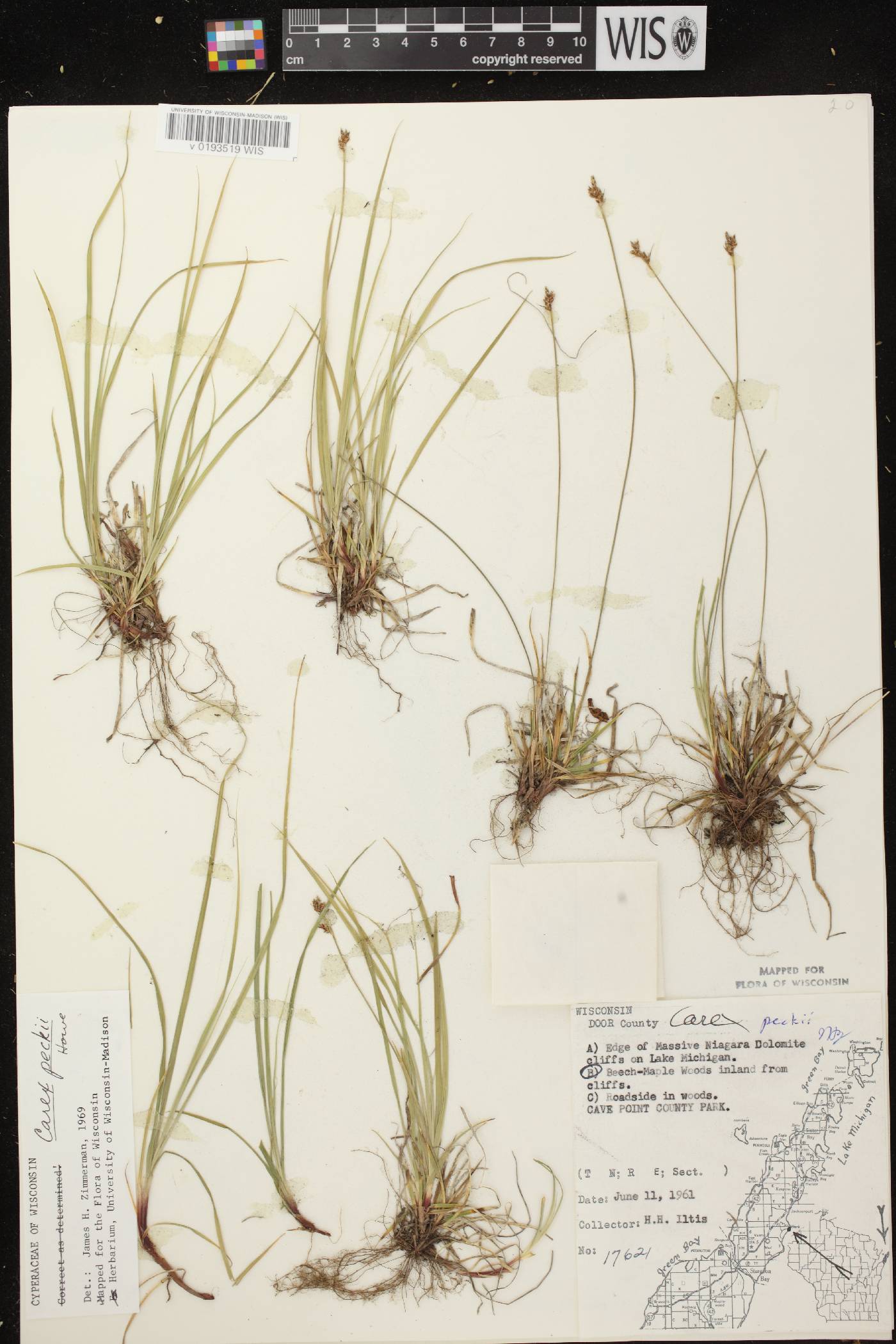 Carex peckii image