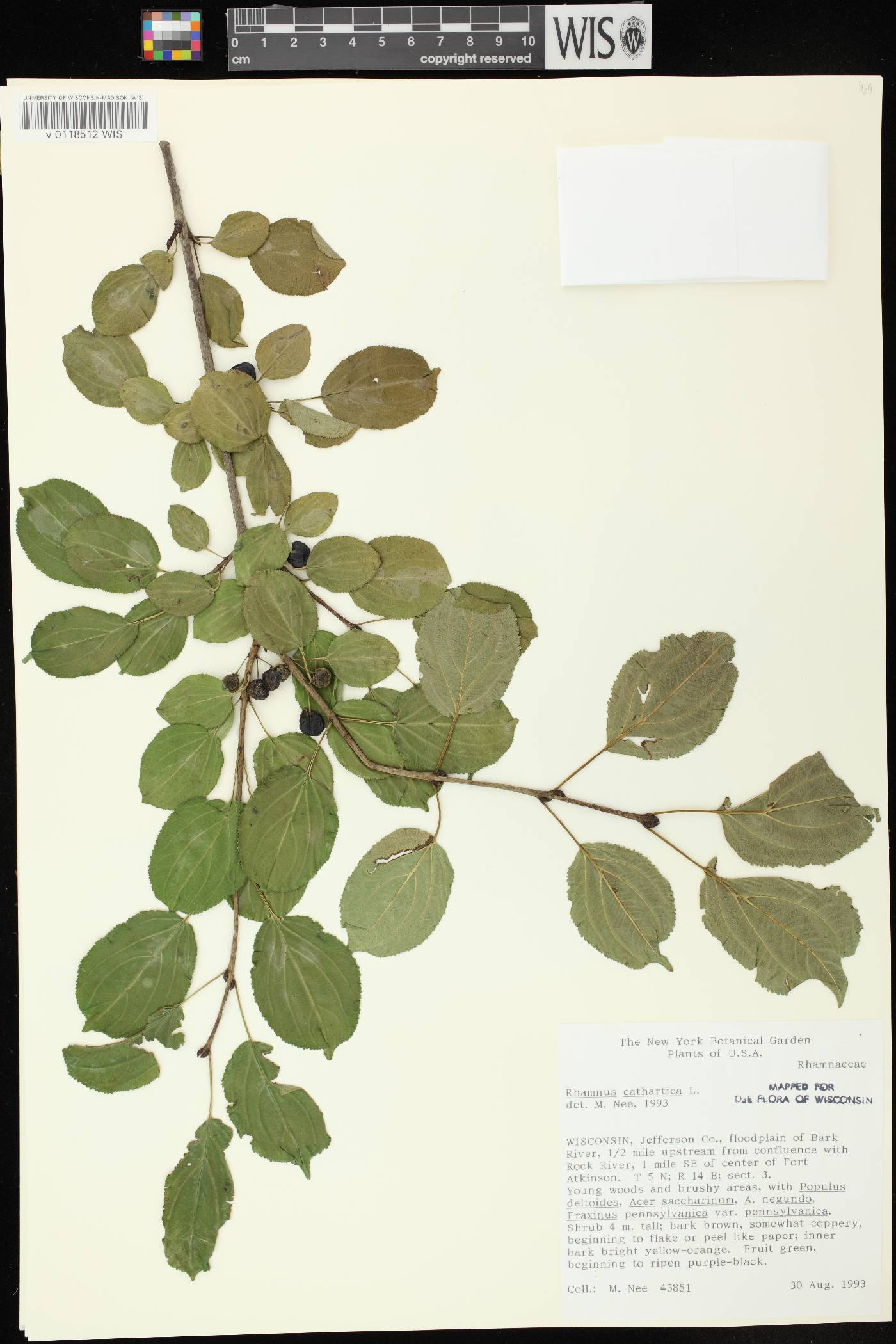 Rhamnus cathartica image