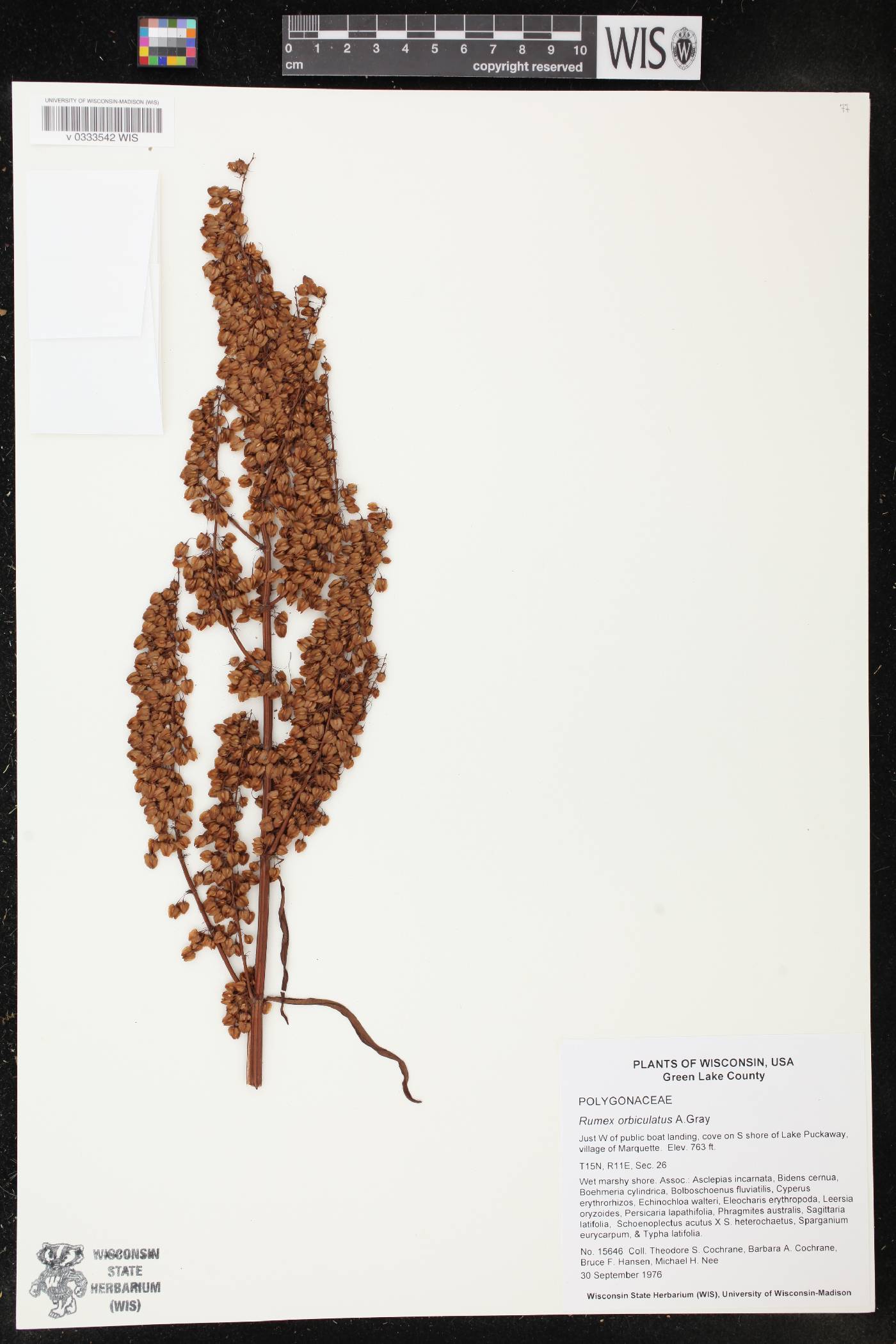 Rumex britannica image