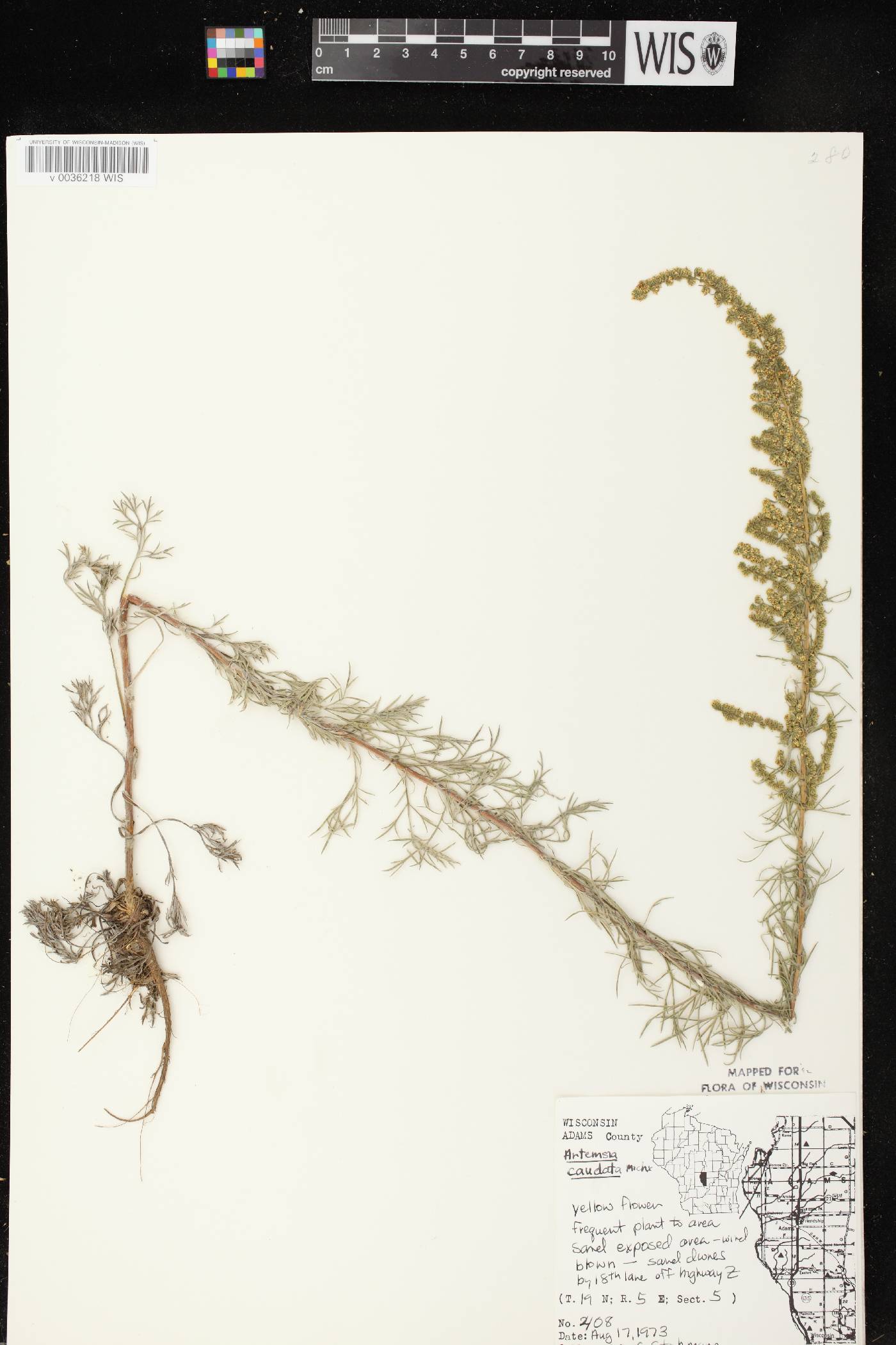 Artemisia campestris image