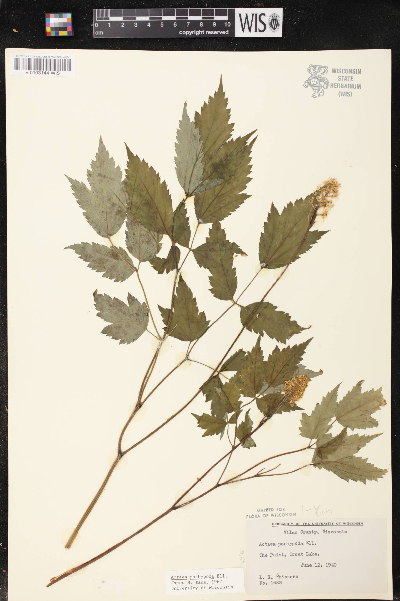 Actaea pachypoda image