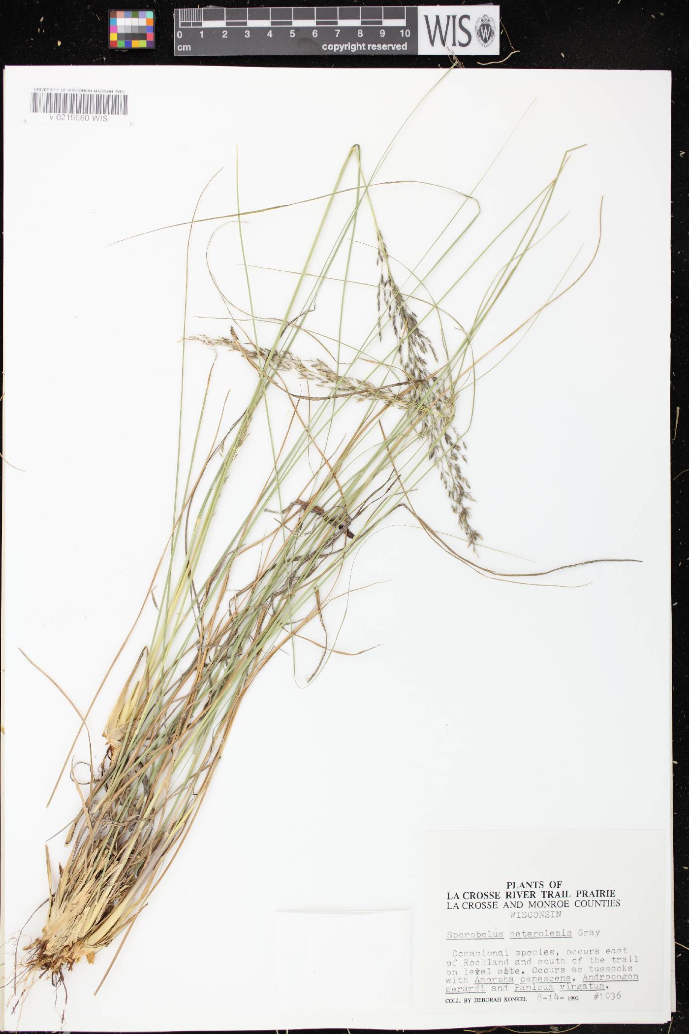 Sporobolus heterolepis image