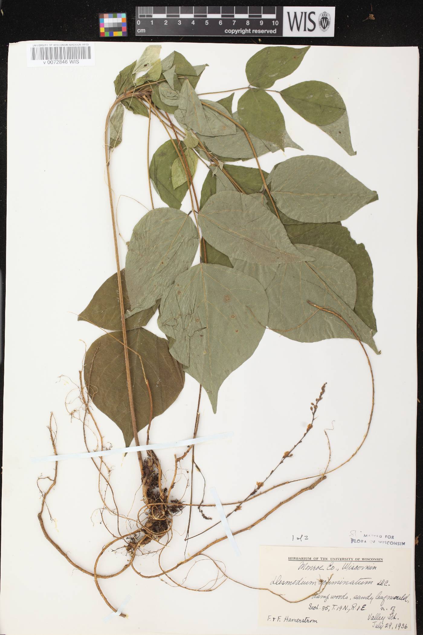 Hylodesmum glutinosum image