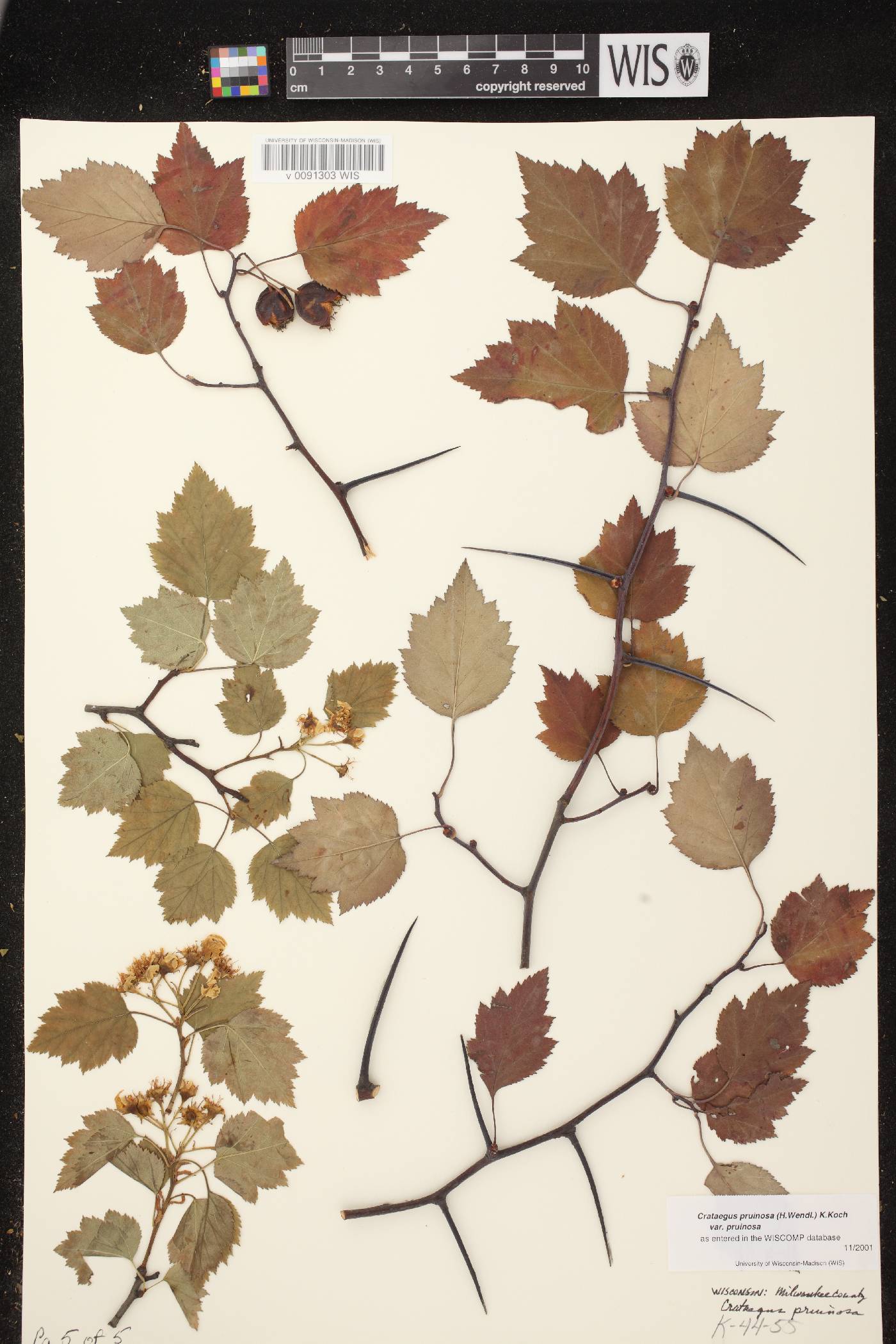 Crataegus pruinosa var. pruinosa image