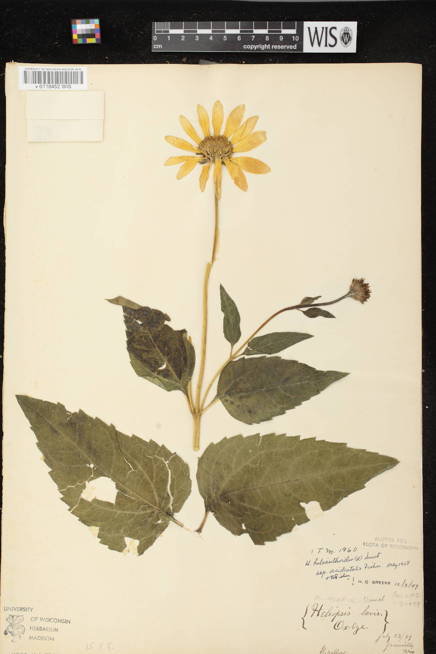Heliopsis helianthoides var. scabra image