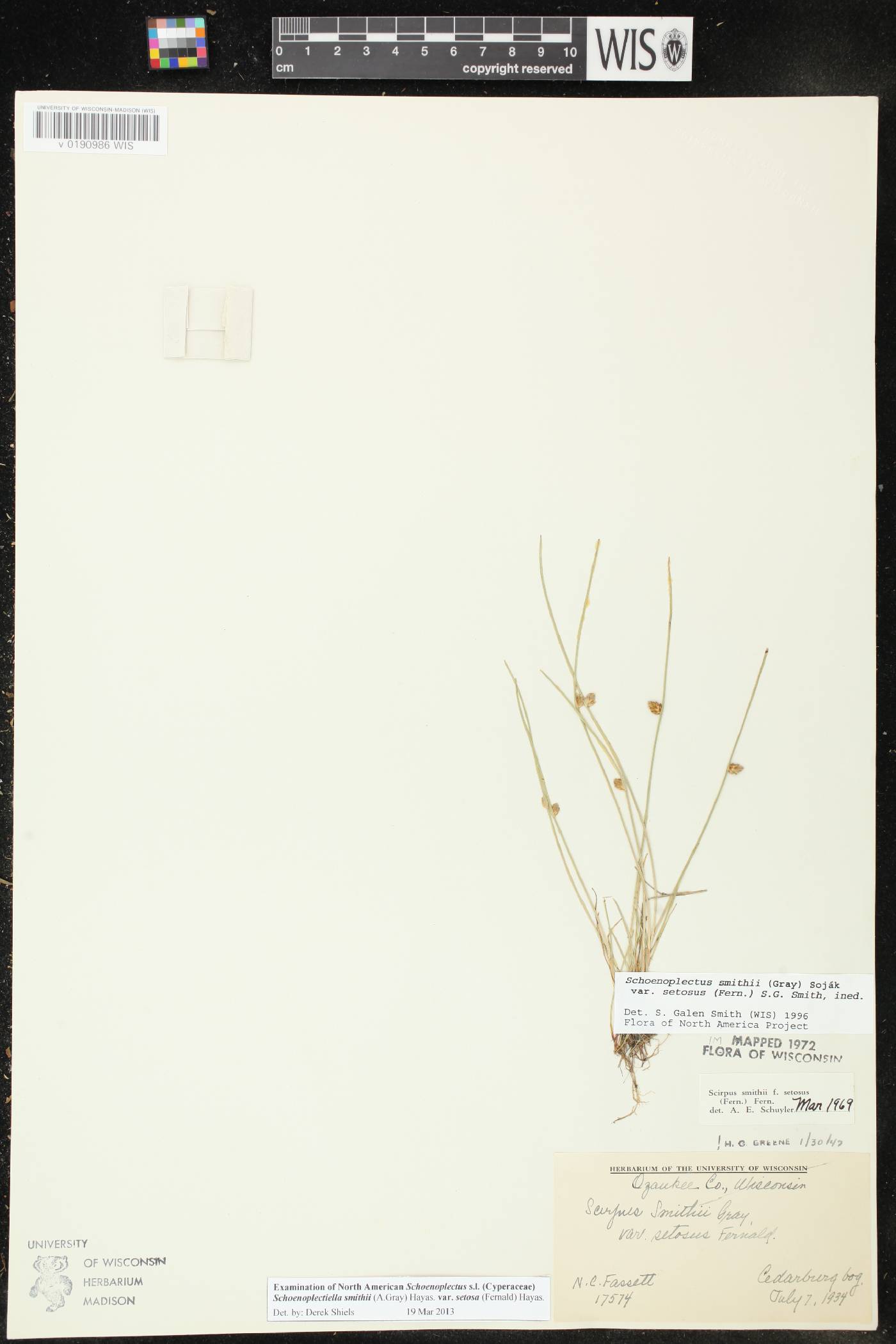 Schoenoplectus smithii image