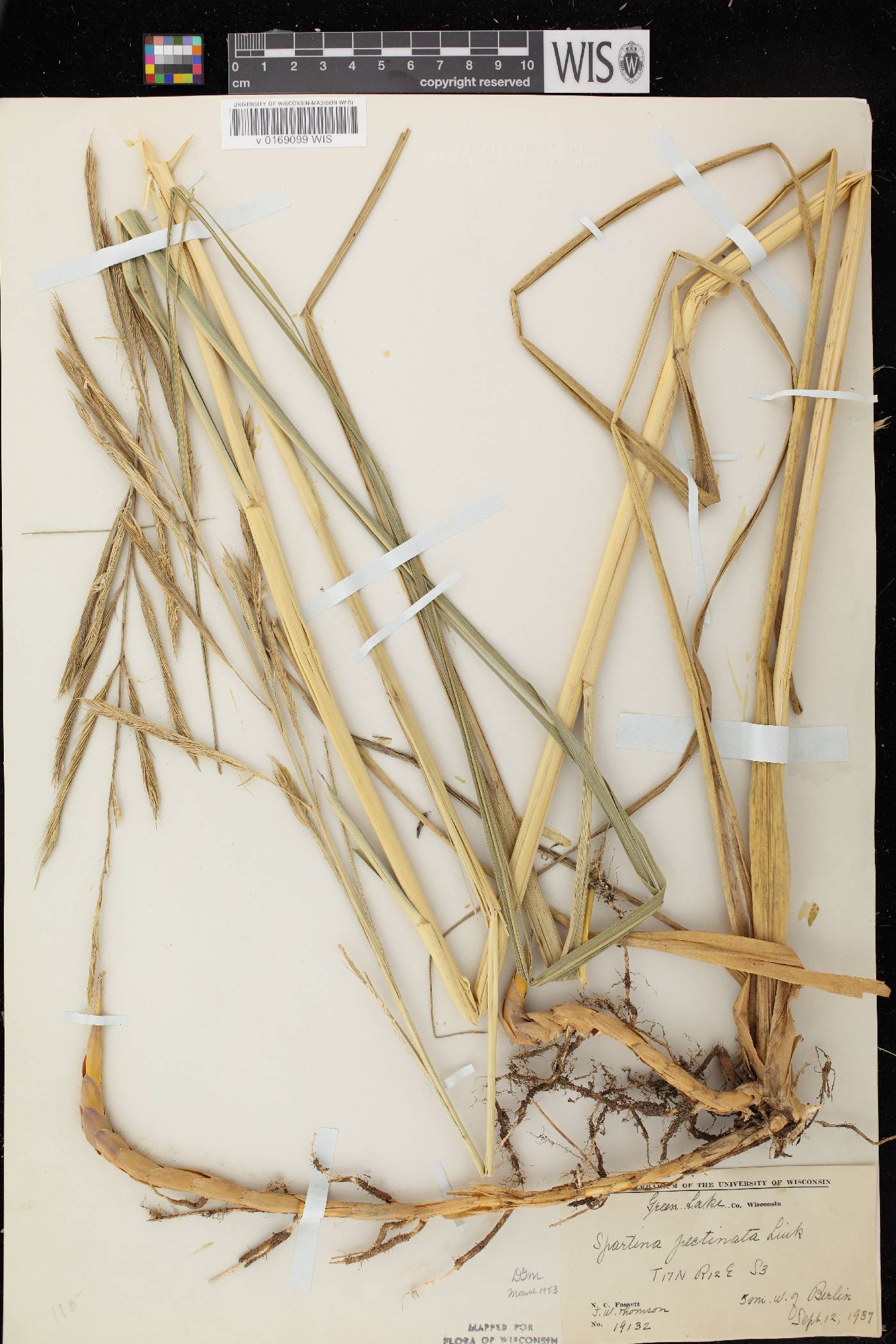 Spartina pectinata image
