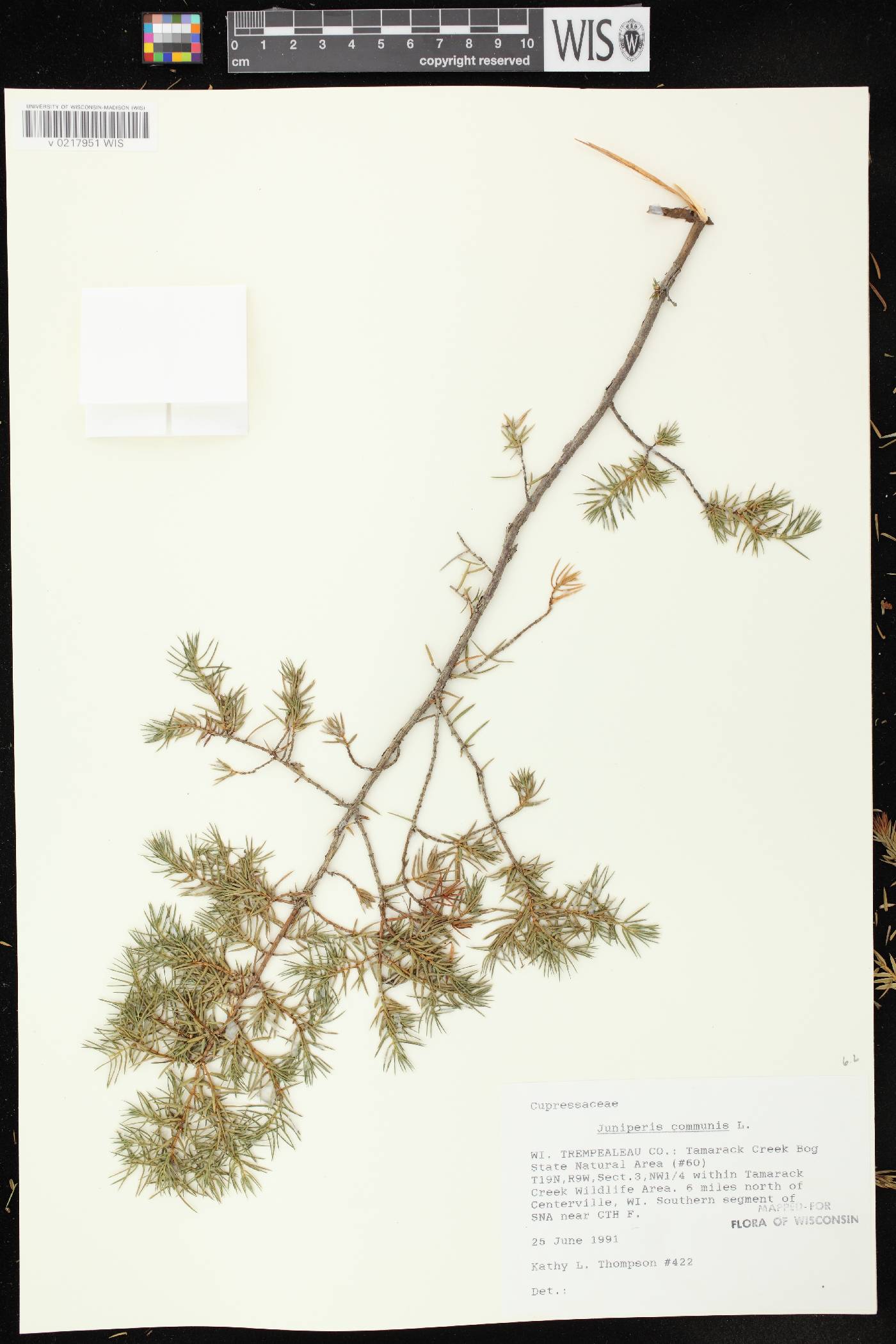 Juniperus communis image