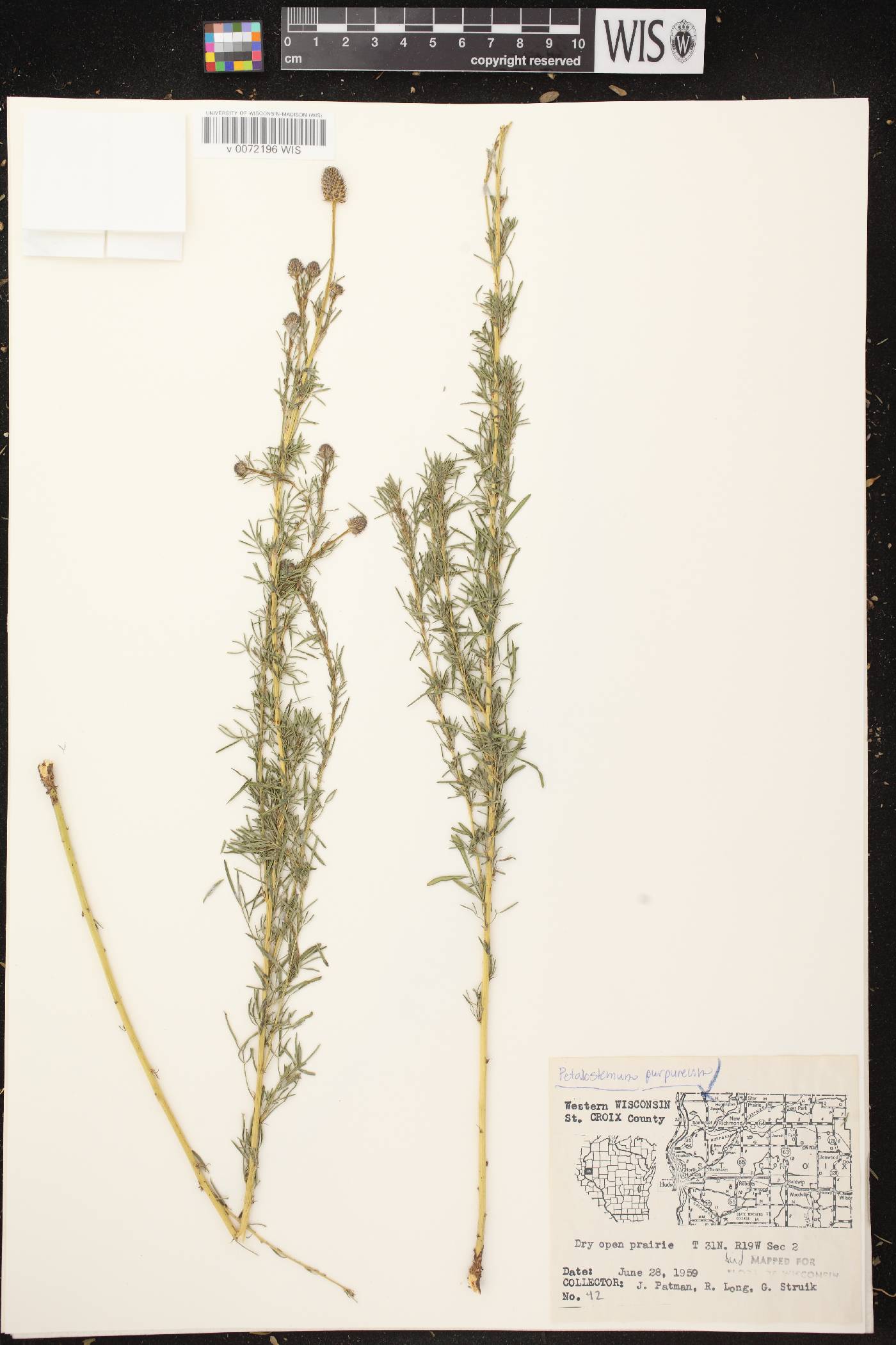 Dalea purpurea var. purpurea image