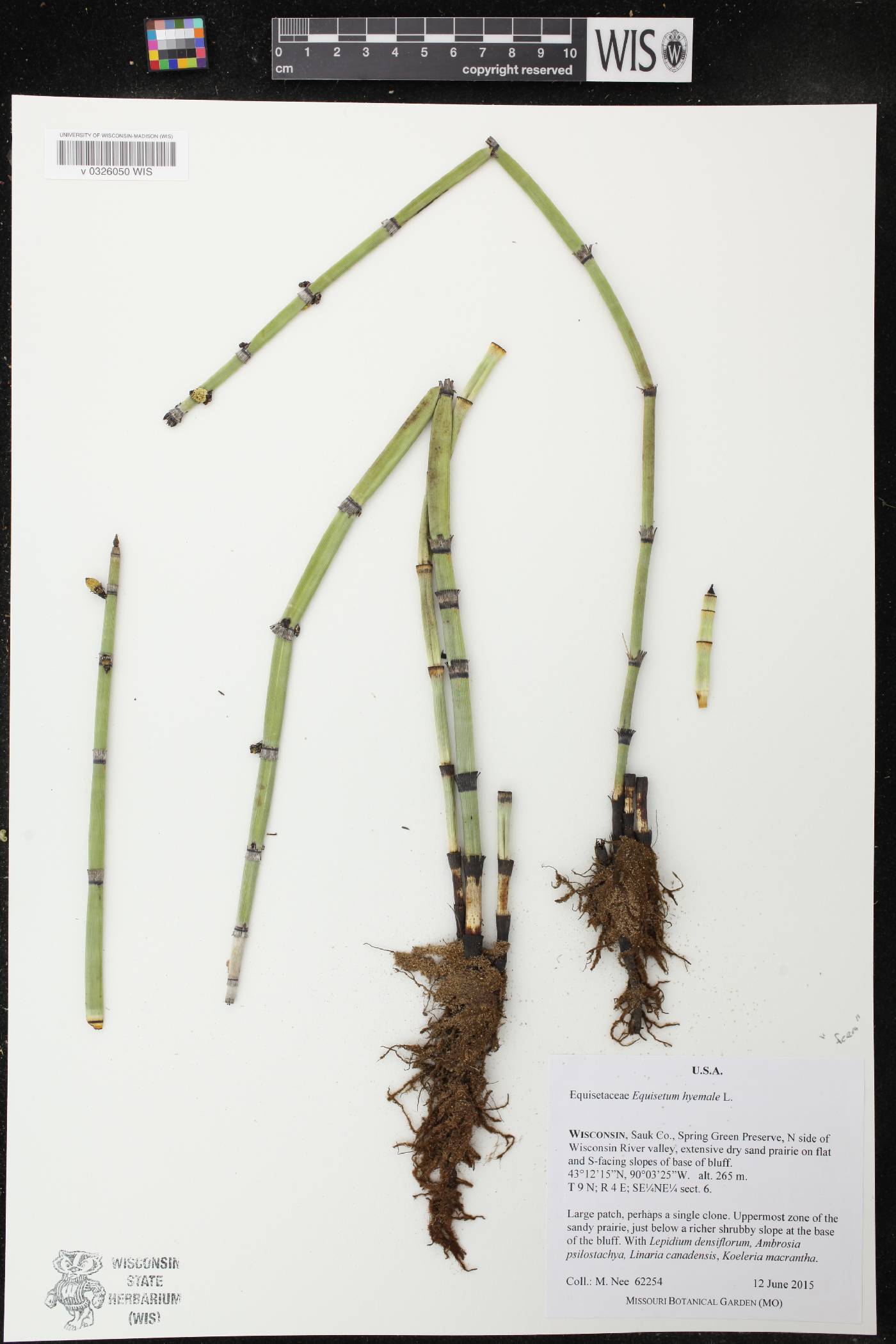 Equisetum hyemale image