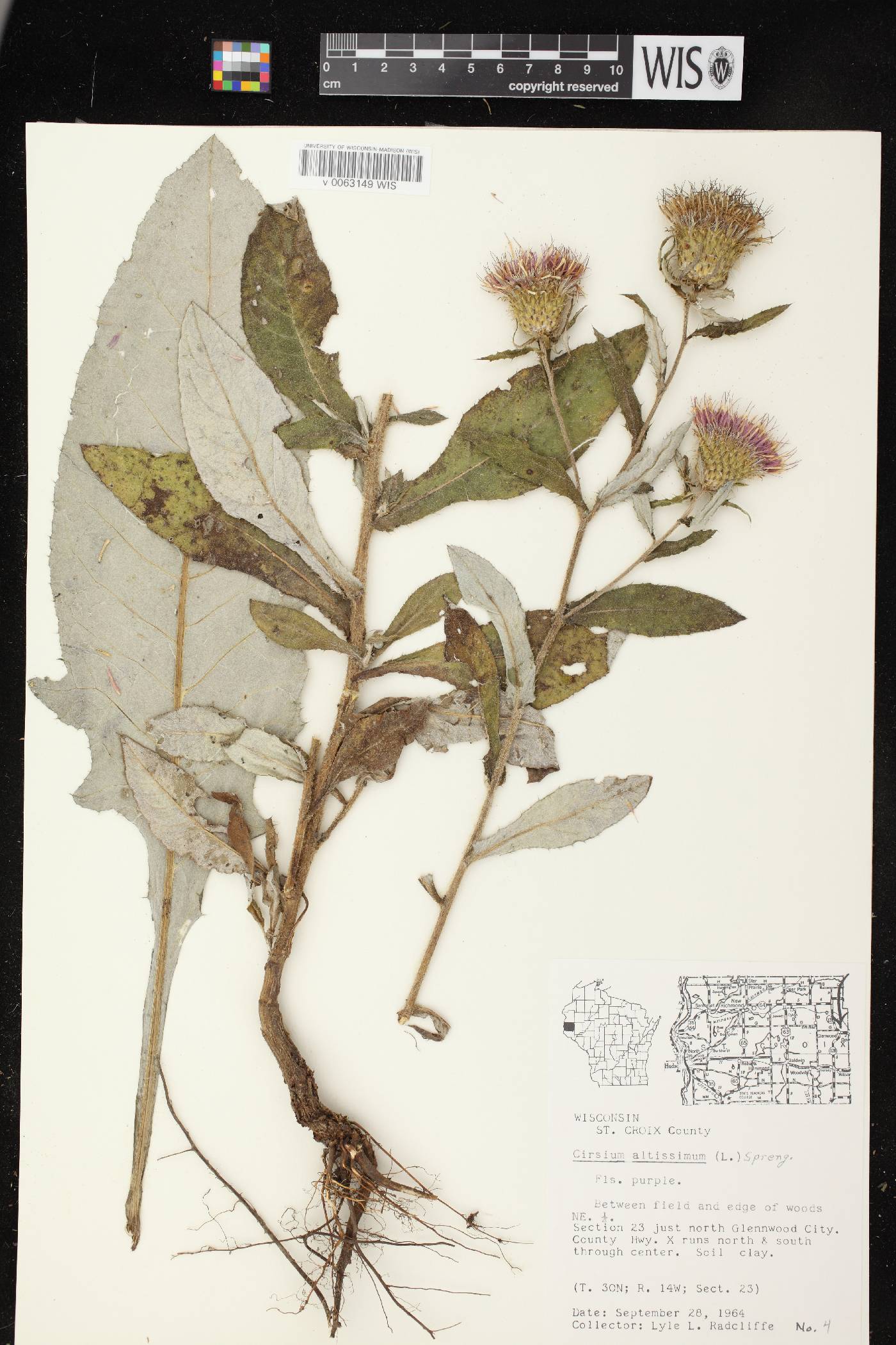 Cirsium altissimum image
