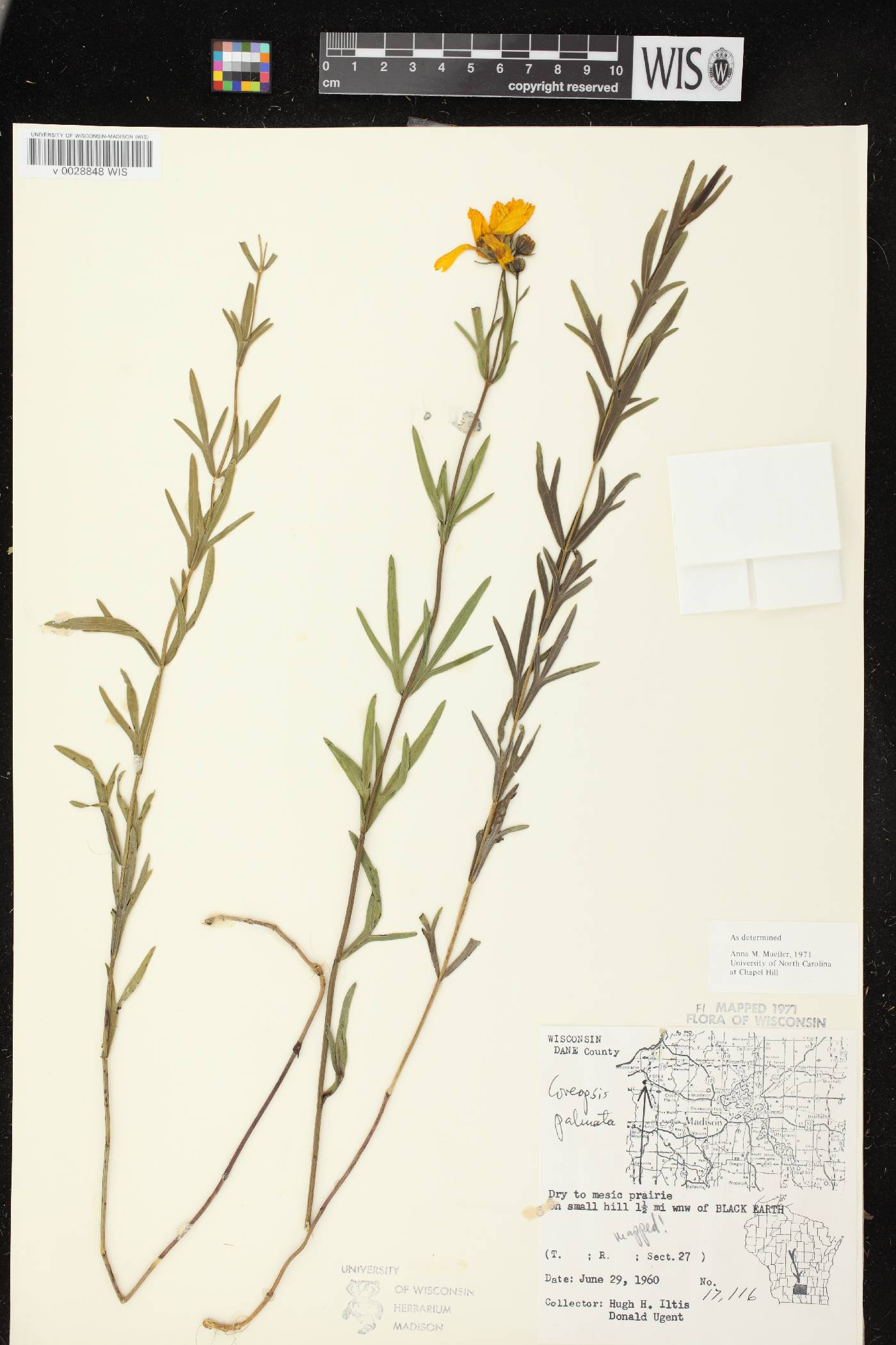 Coreopsis palmata image