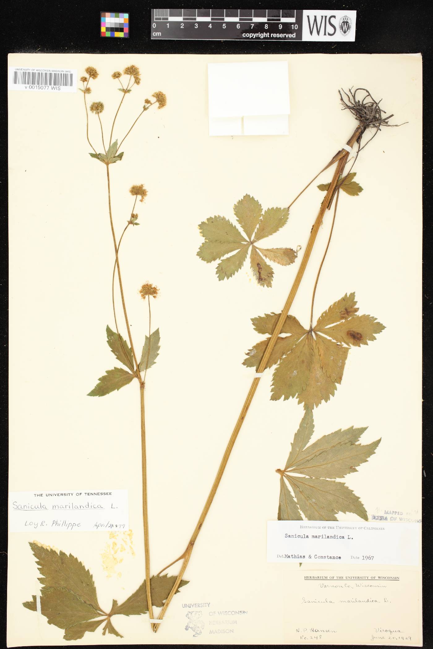 Sanicula marilandica image