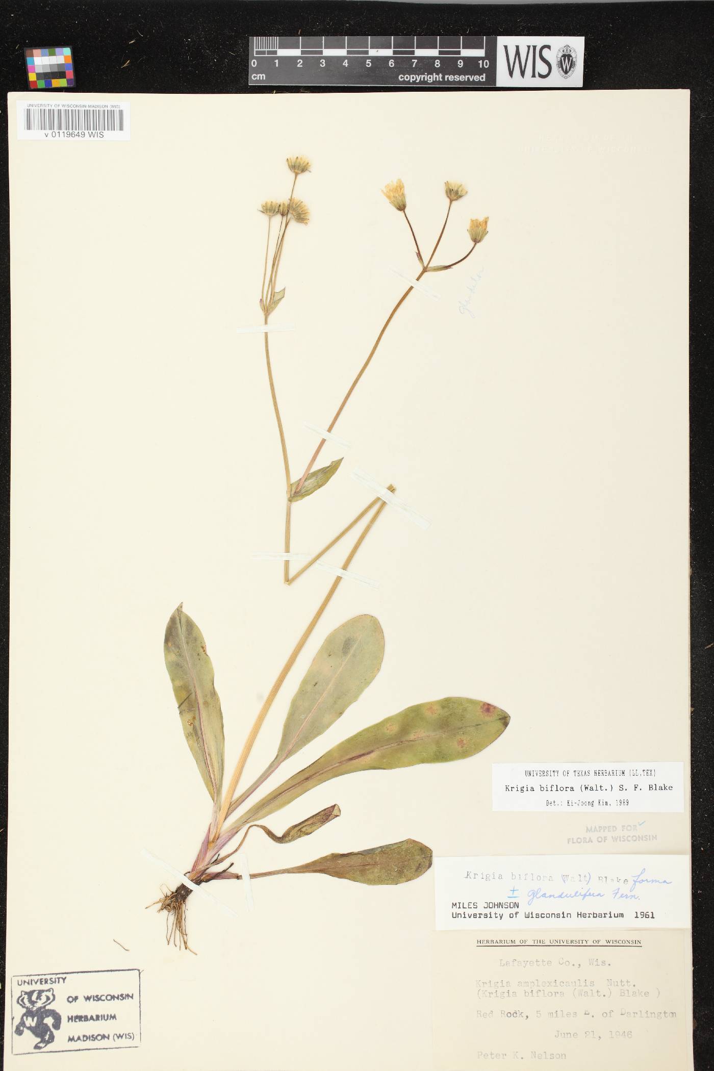 Krigia biflora image