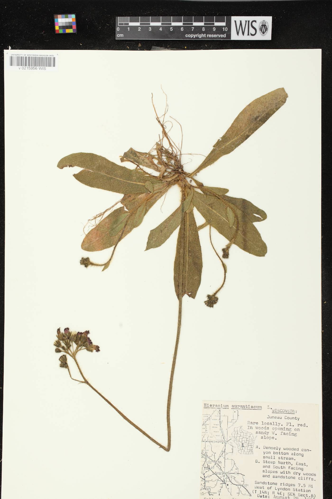Hieracium aurantiacum image