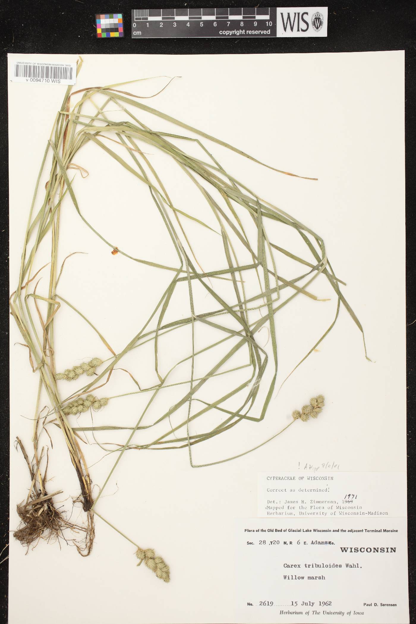 Carex tribuloides var. tribuloides image