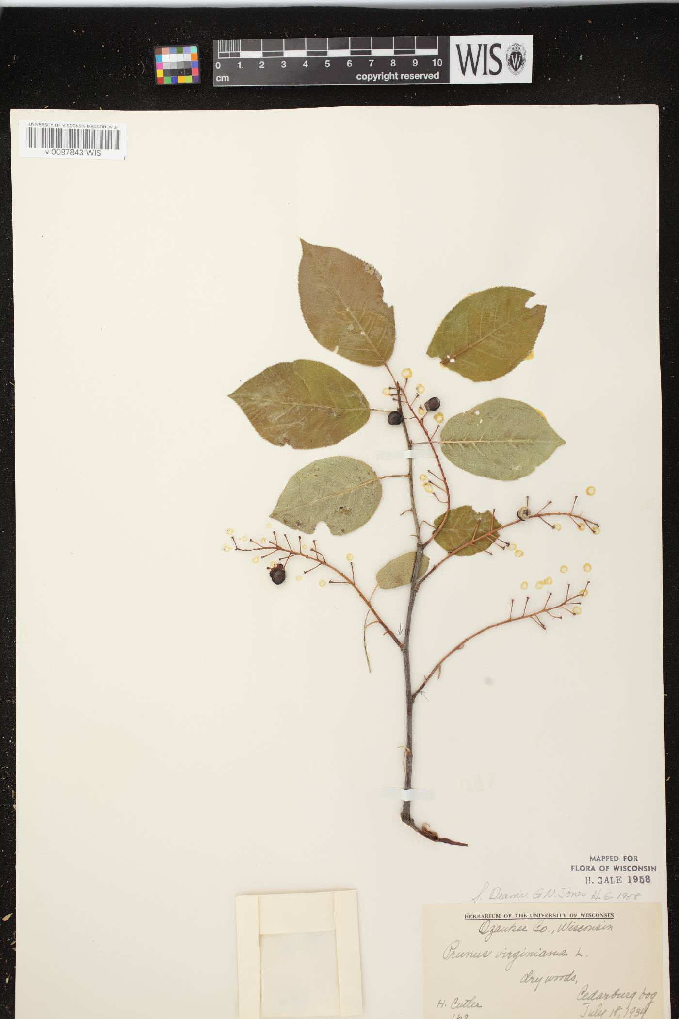 Prunus virginiana image