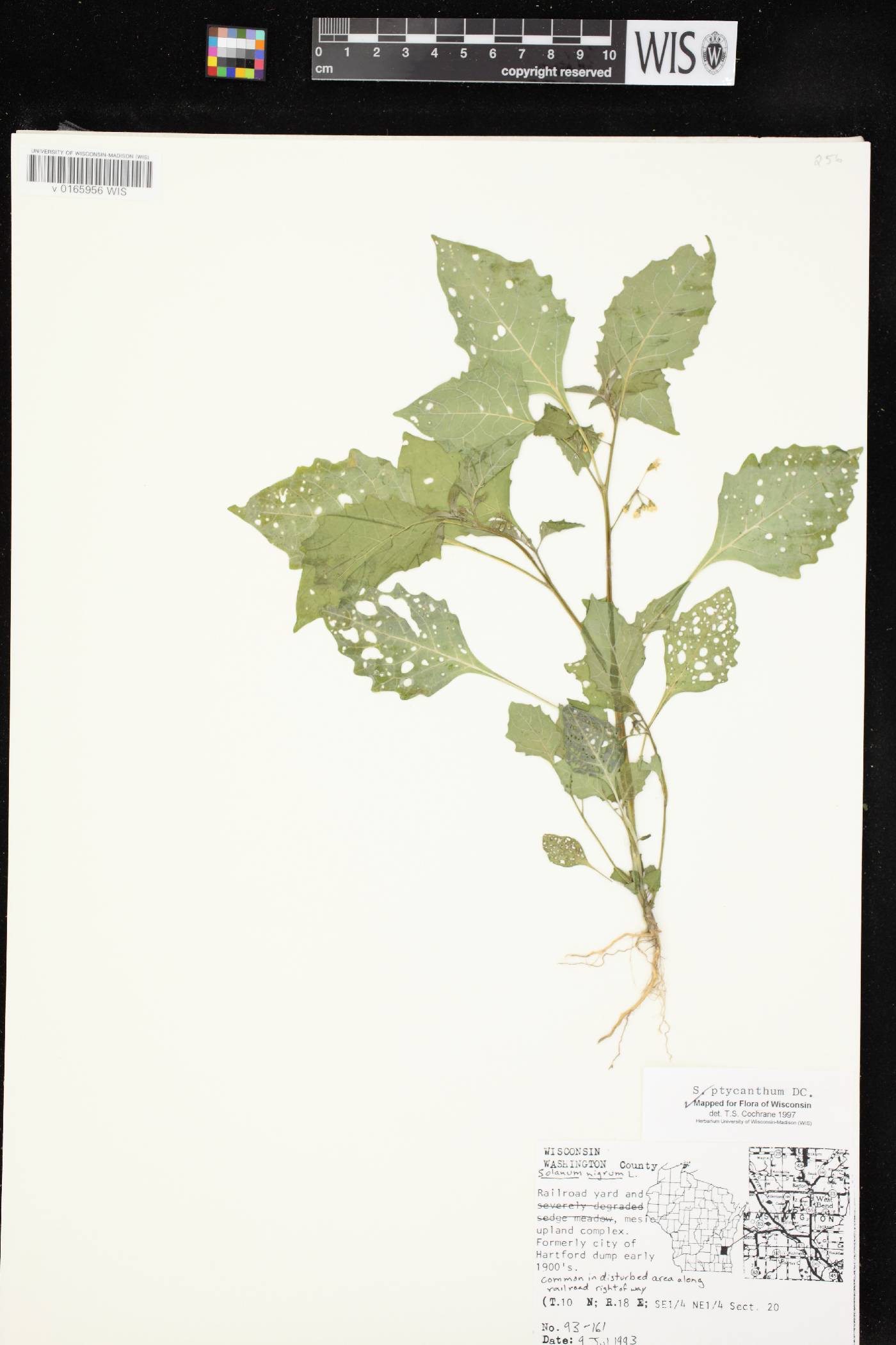 Solanum ptychanthum image