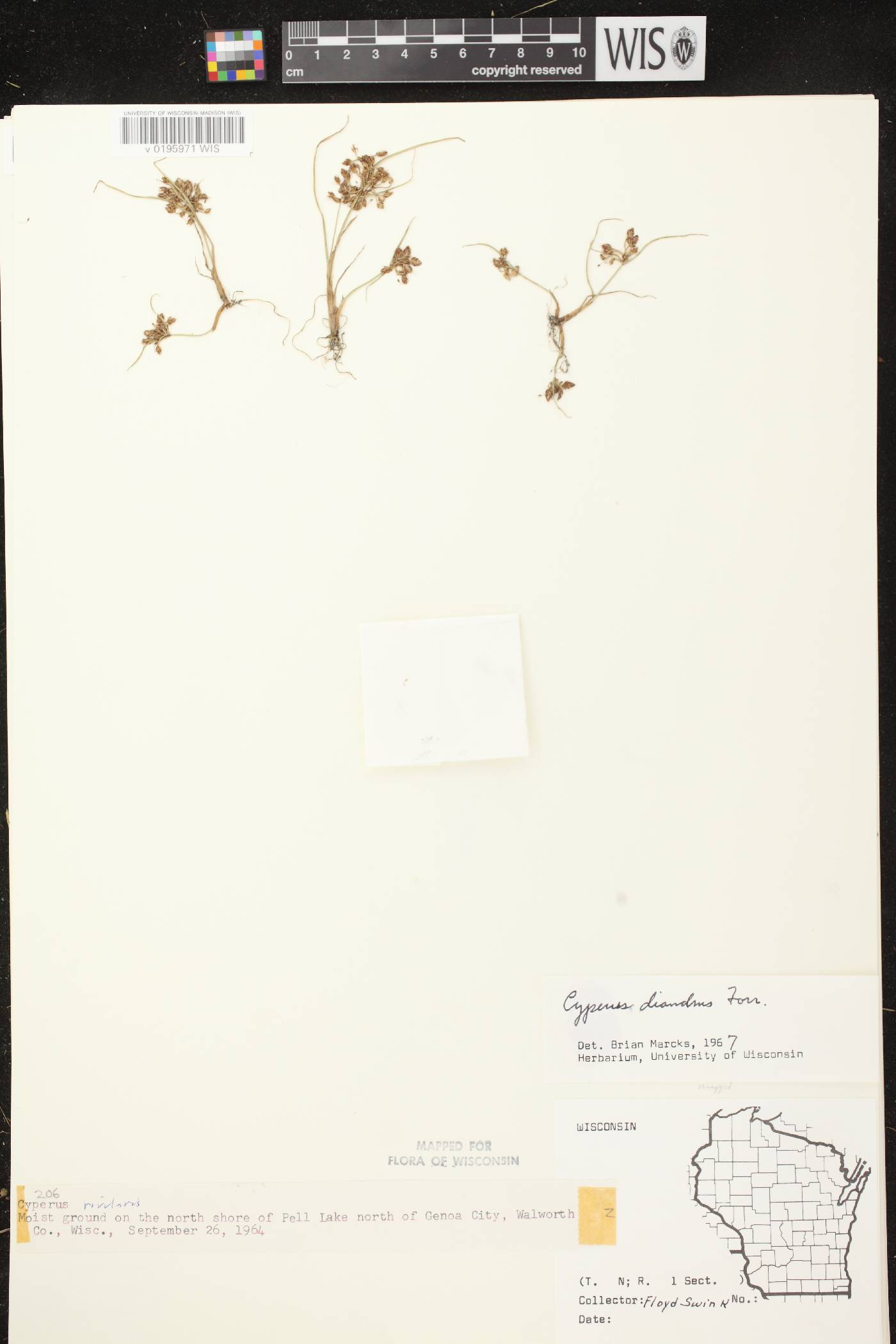 Cyperus diandrus image