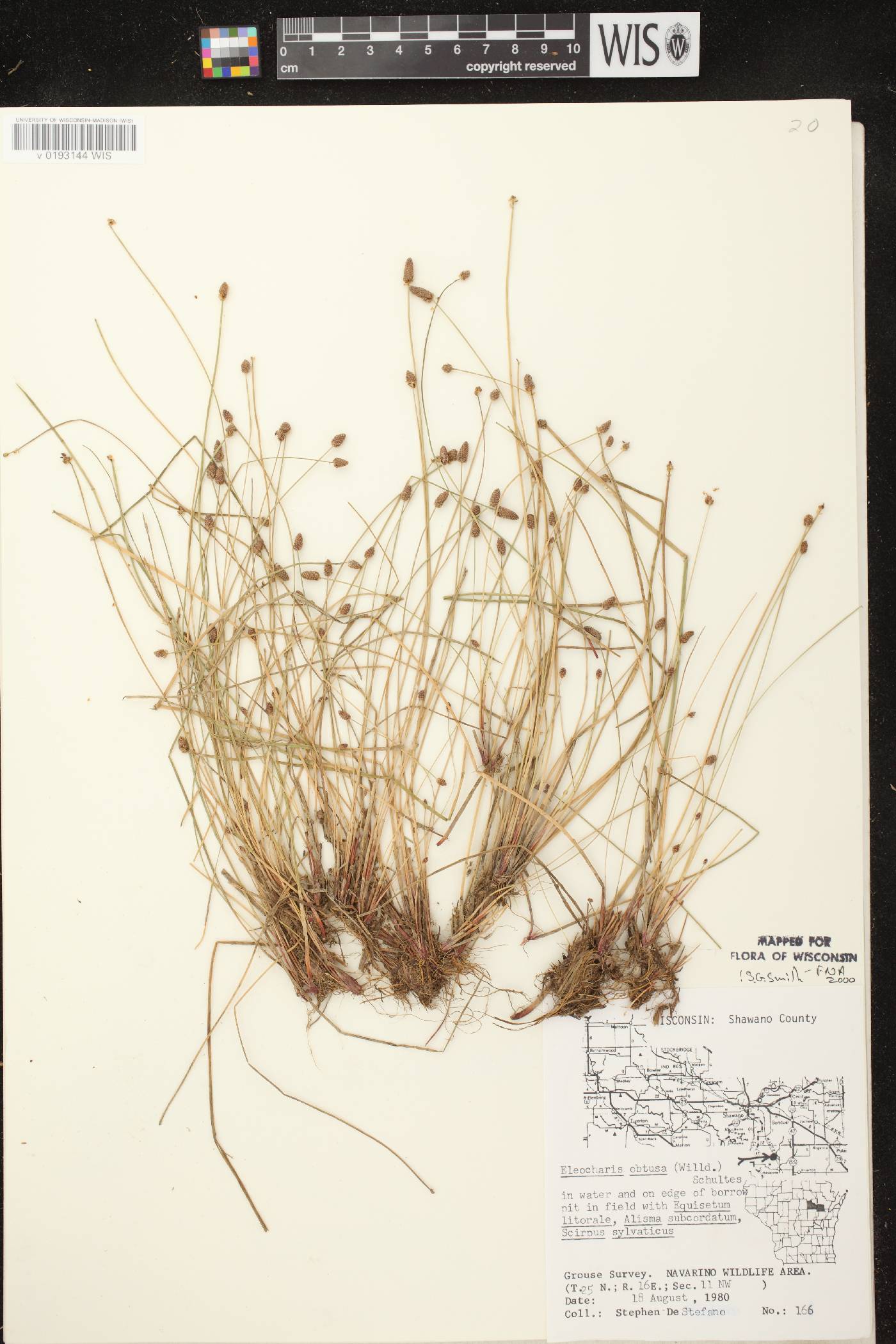 Eleocharis obtusa image