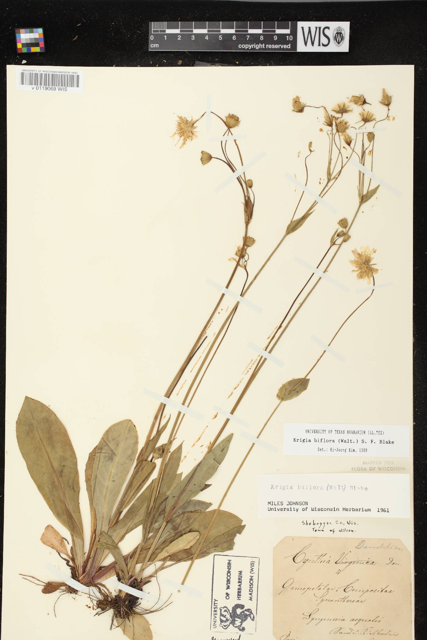 Krigia biflora image