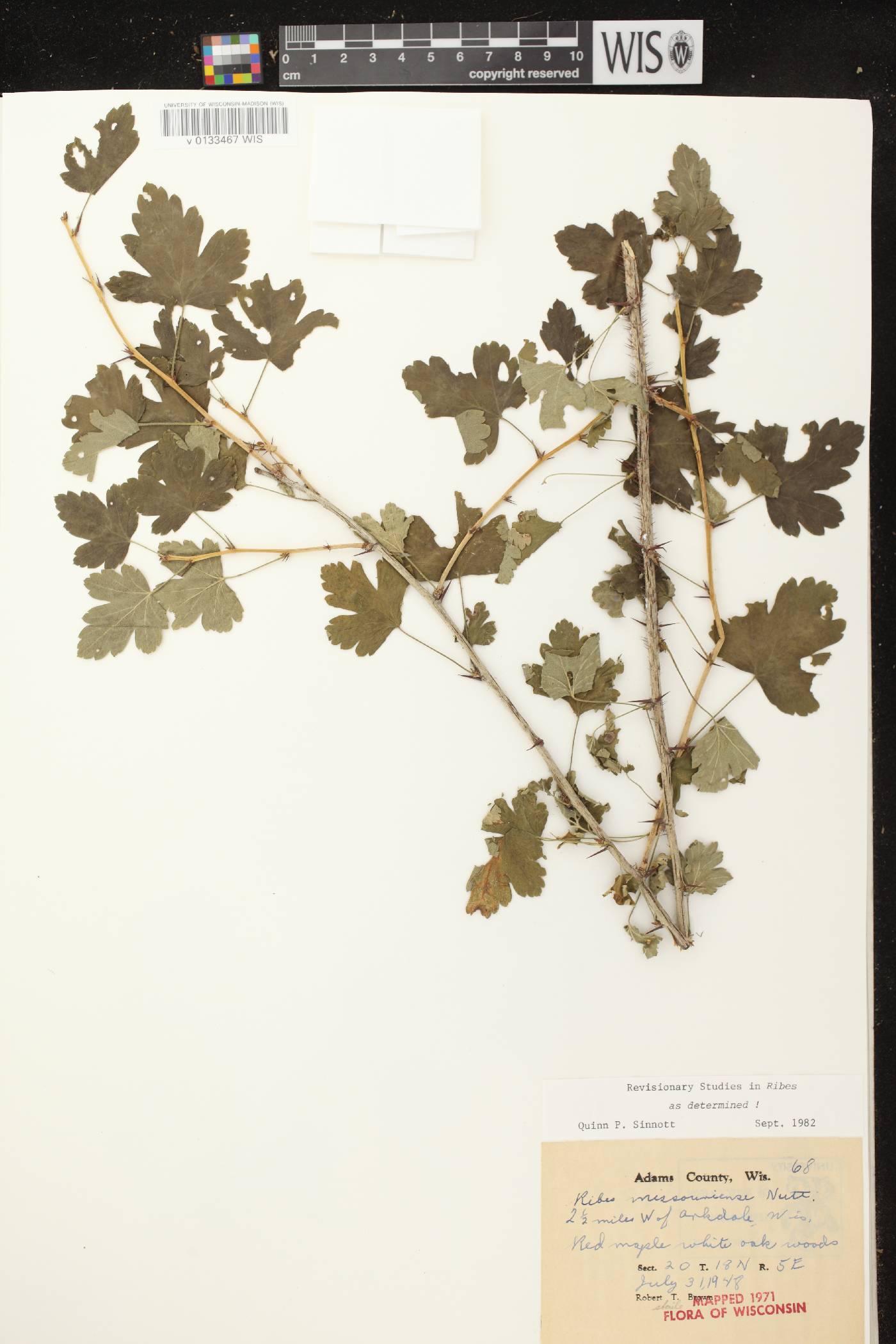 Ribes missouriense image