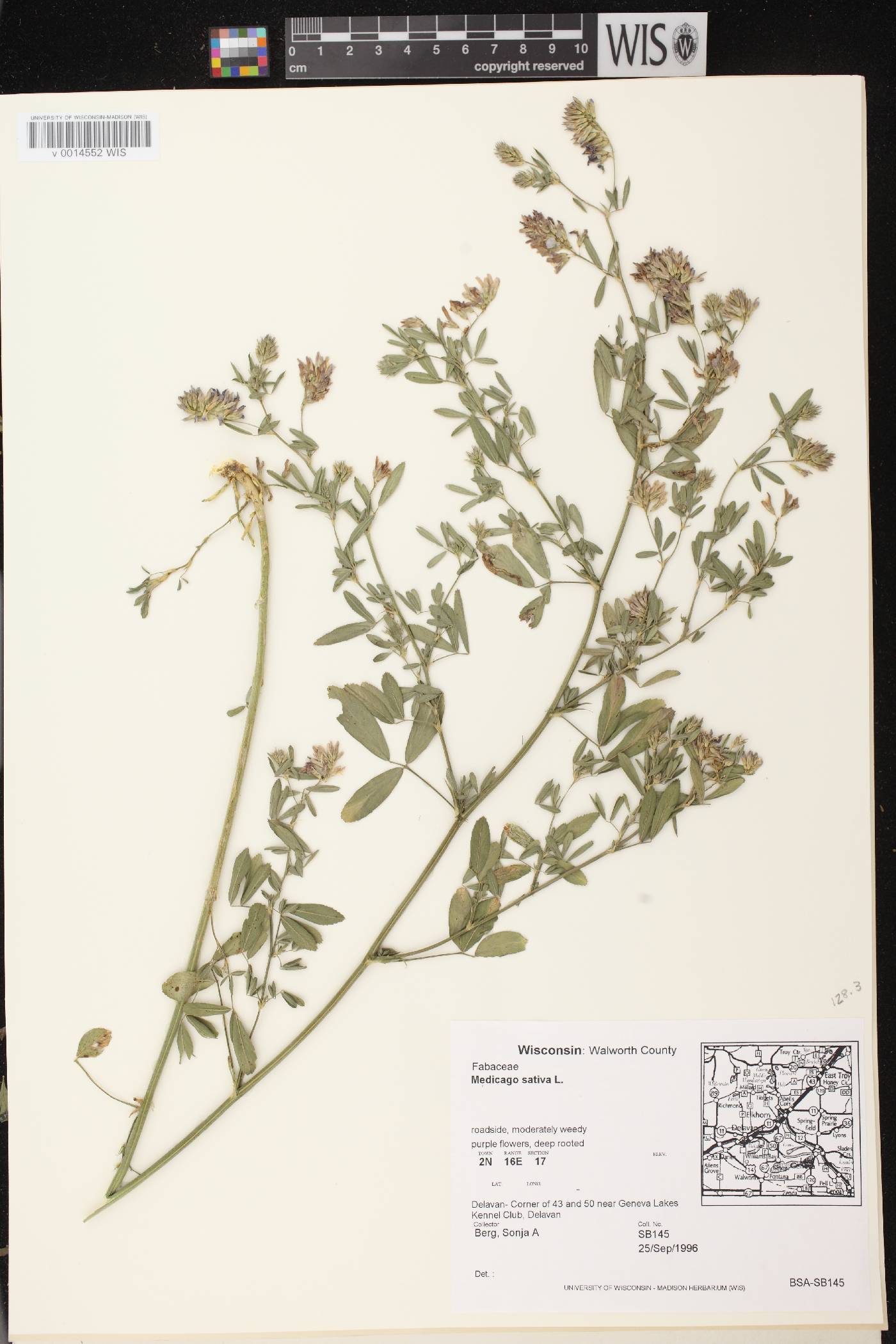 Medicago sativa image