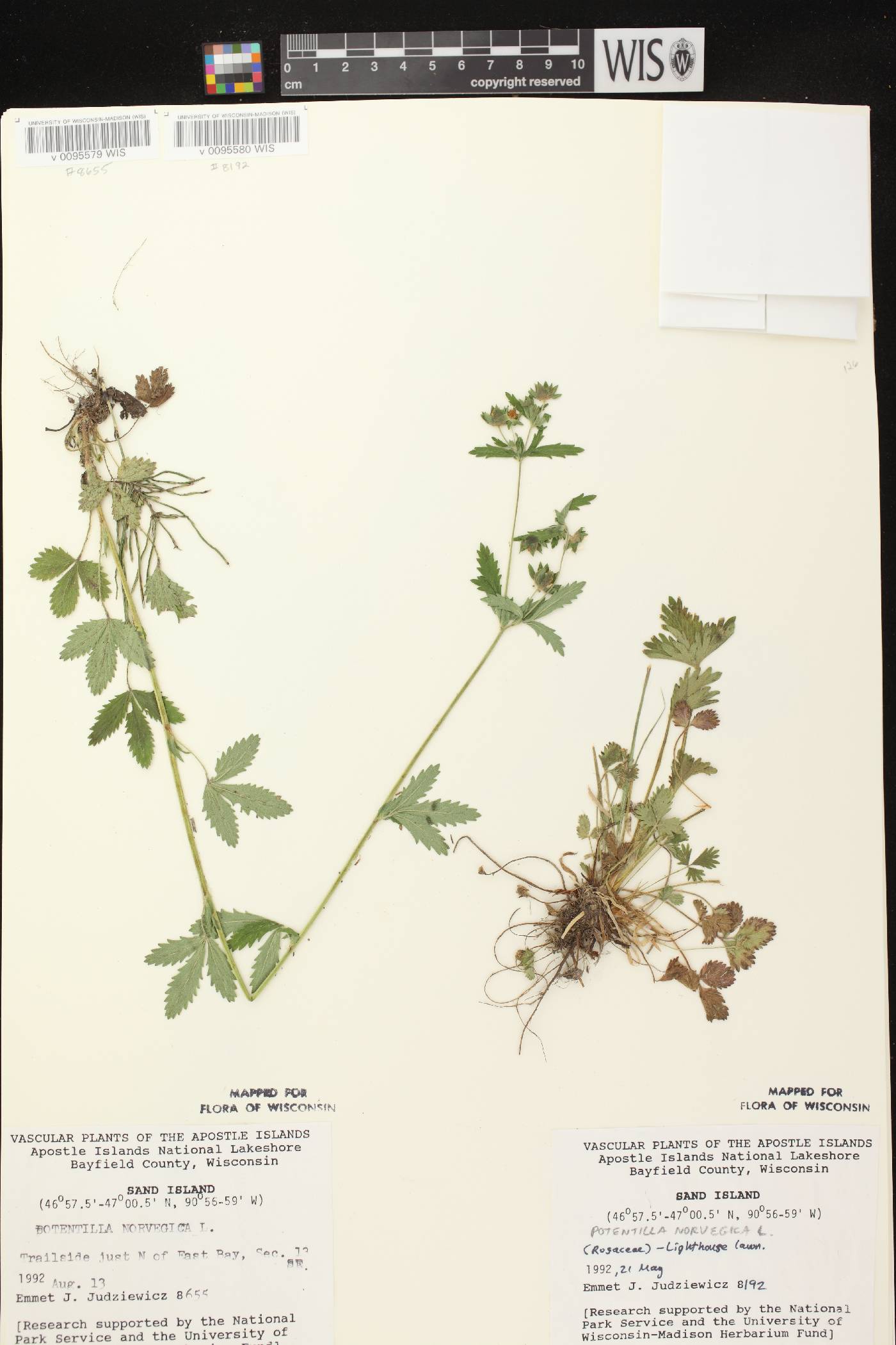 Potentilla norvegica image