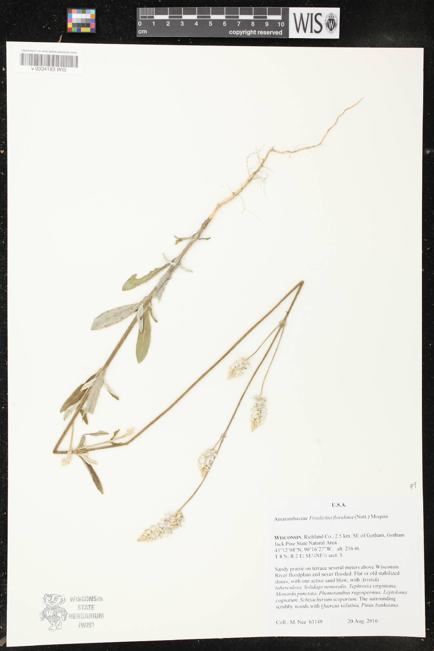 Froelichia floridana image
